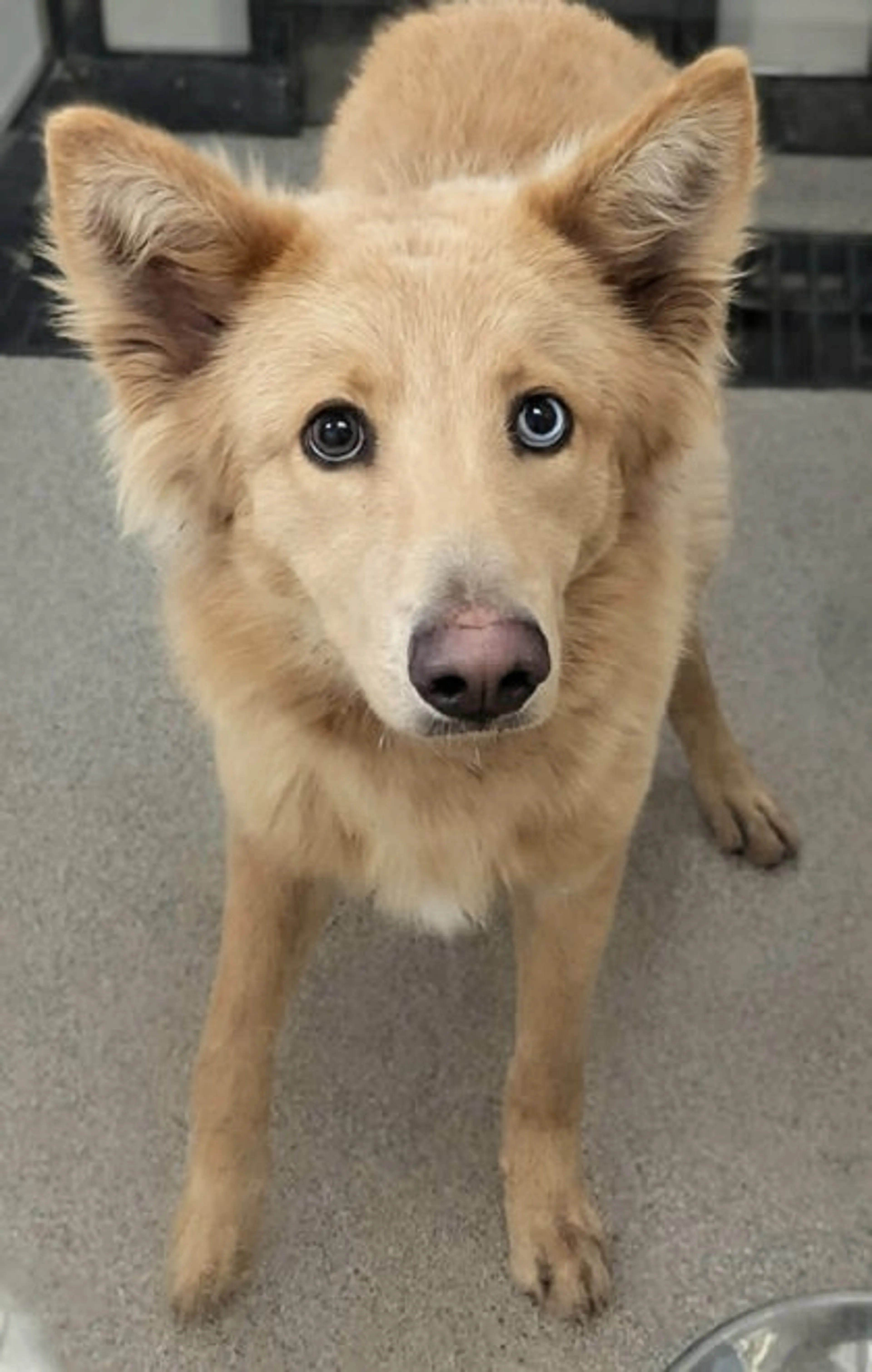 Found pet-1