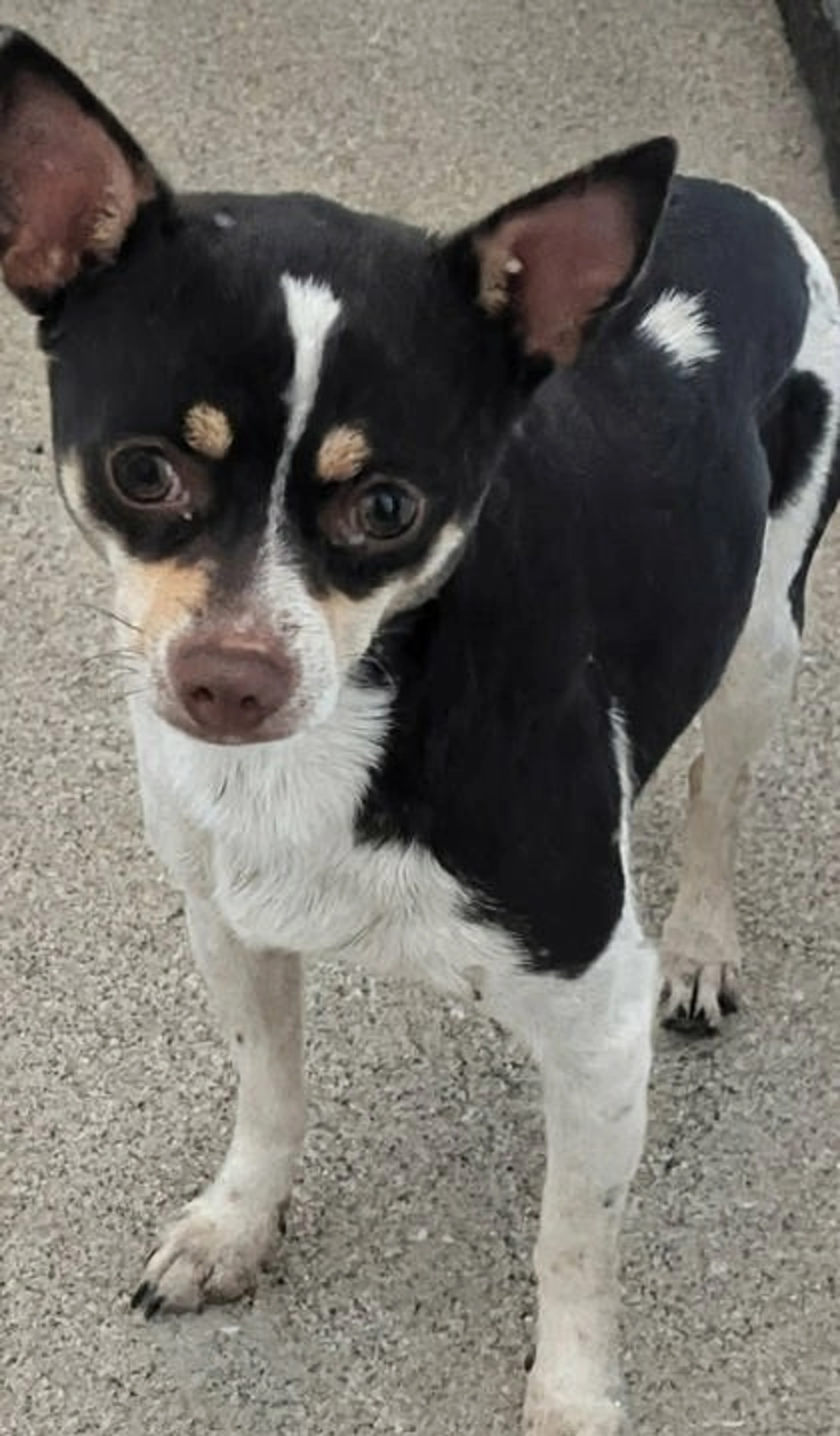 Found pet