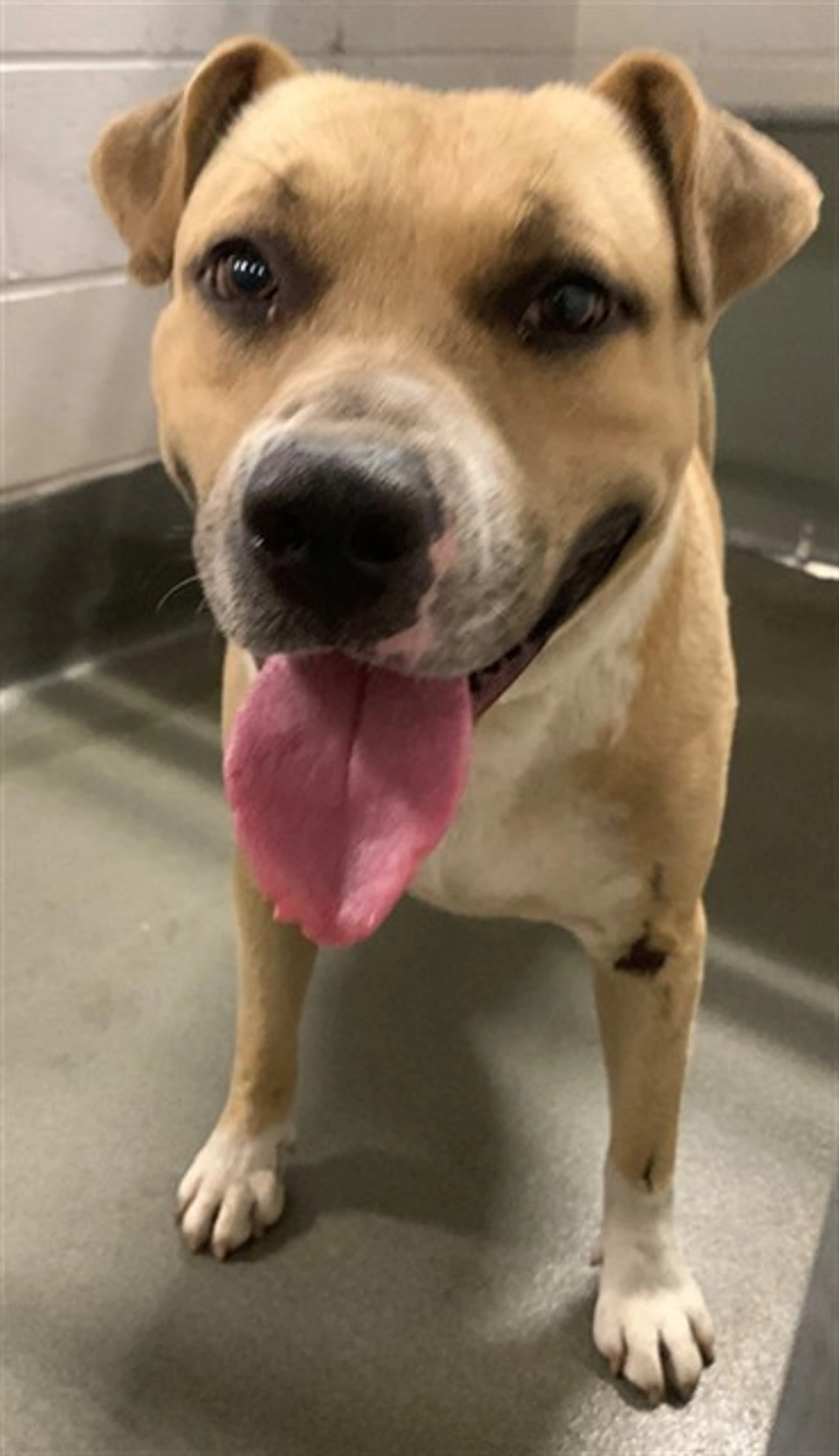 Found pet