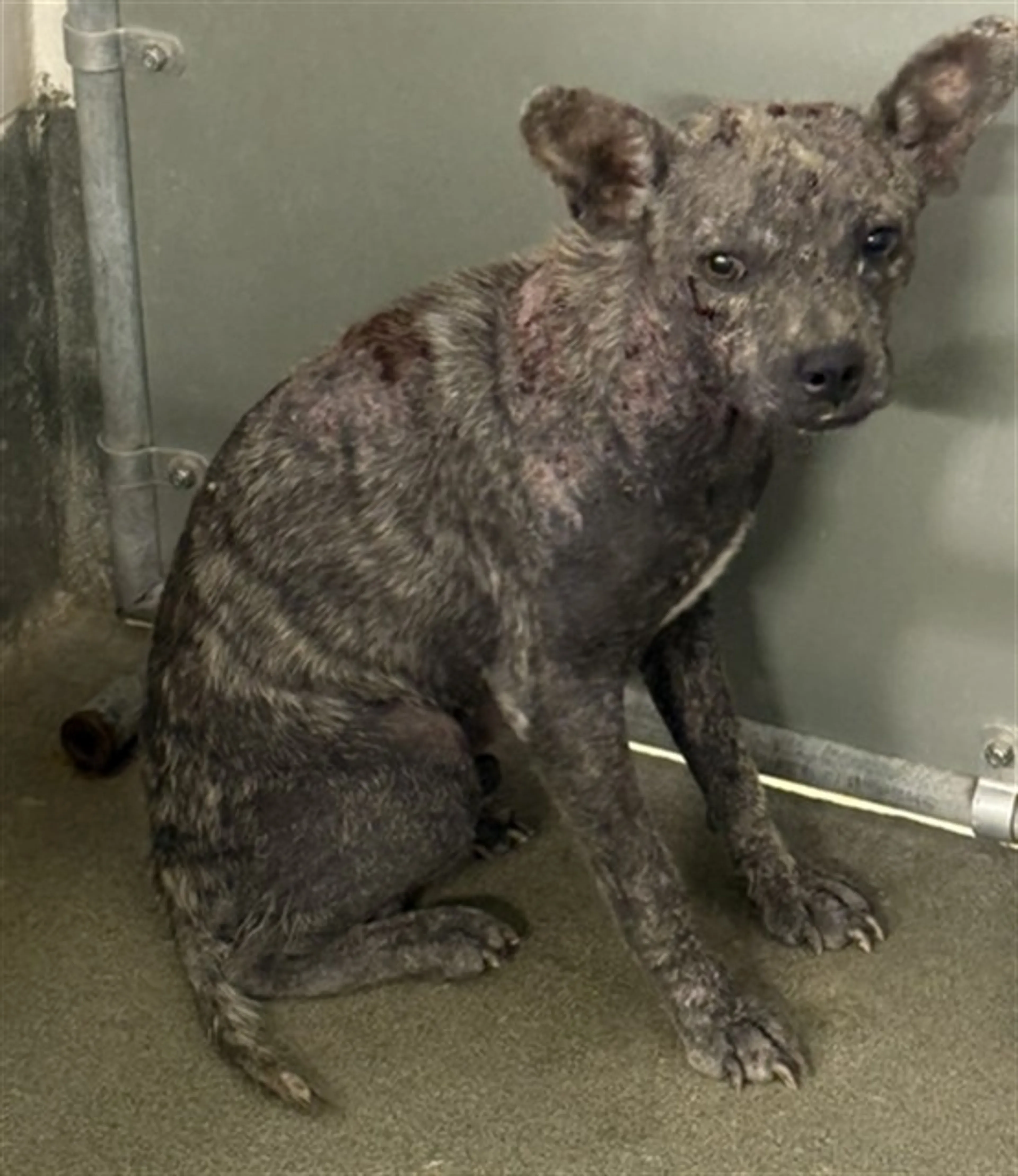 Found pet
