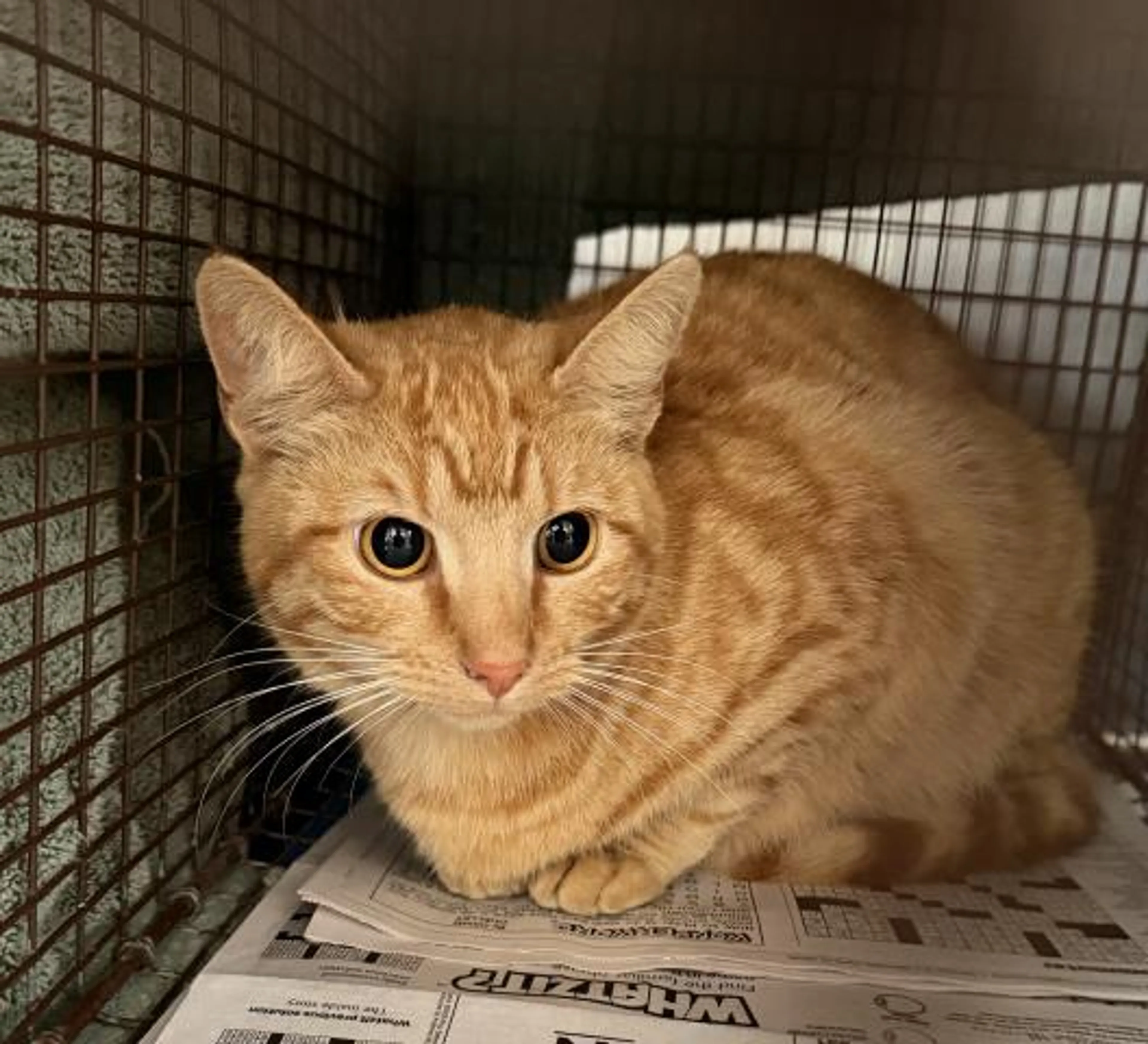Found pet