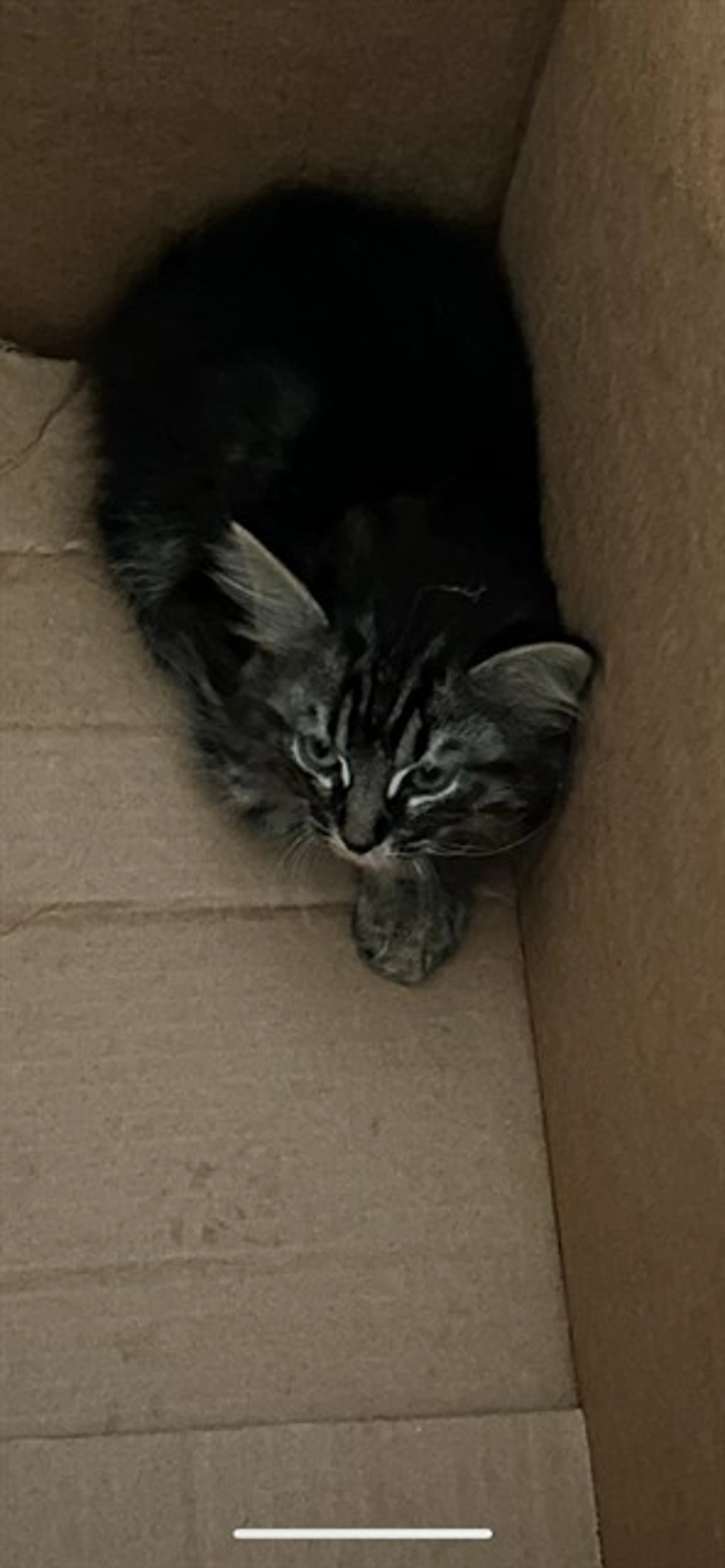 Found pet