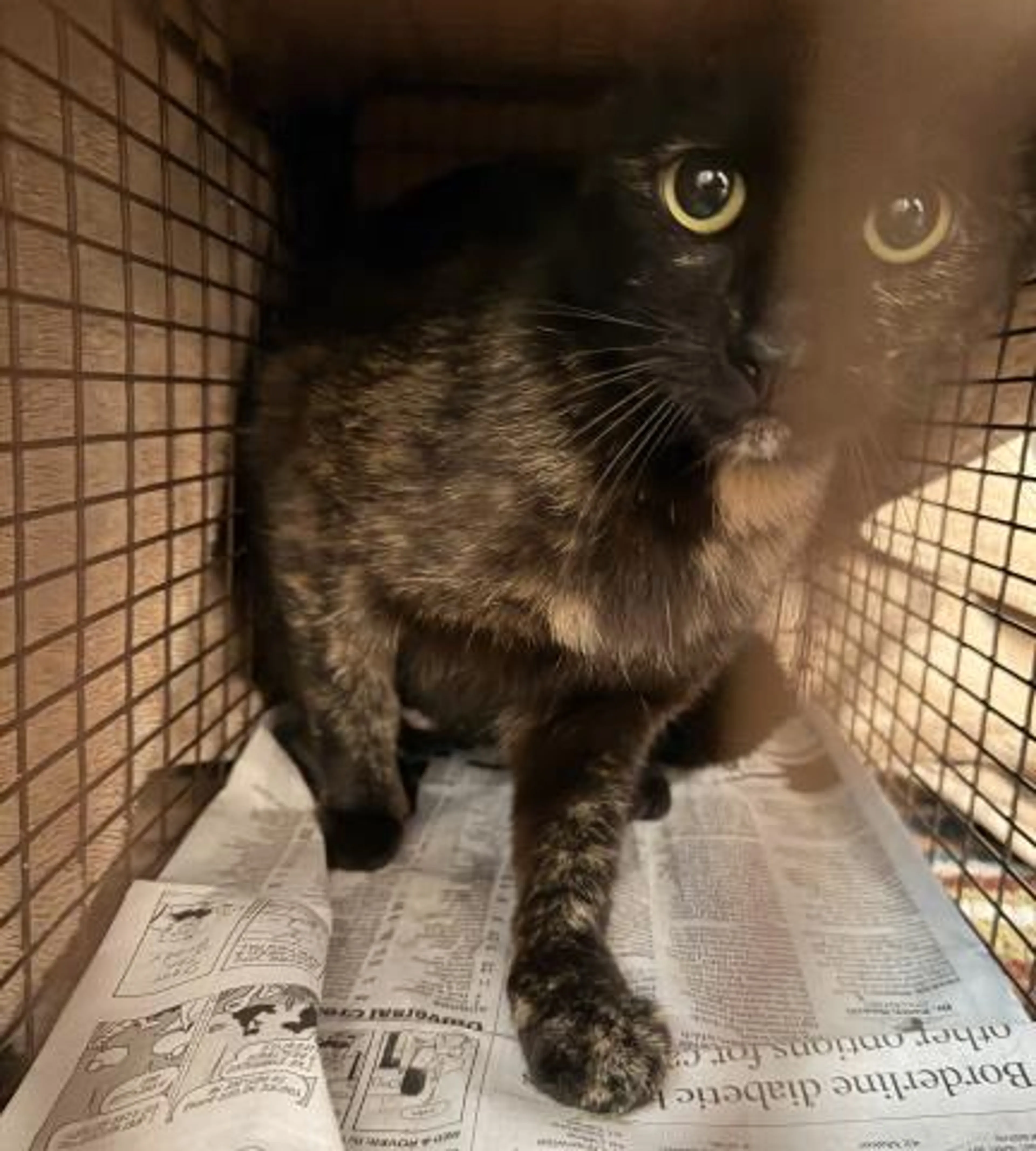 Found pet