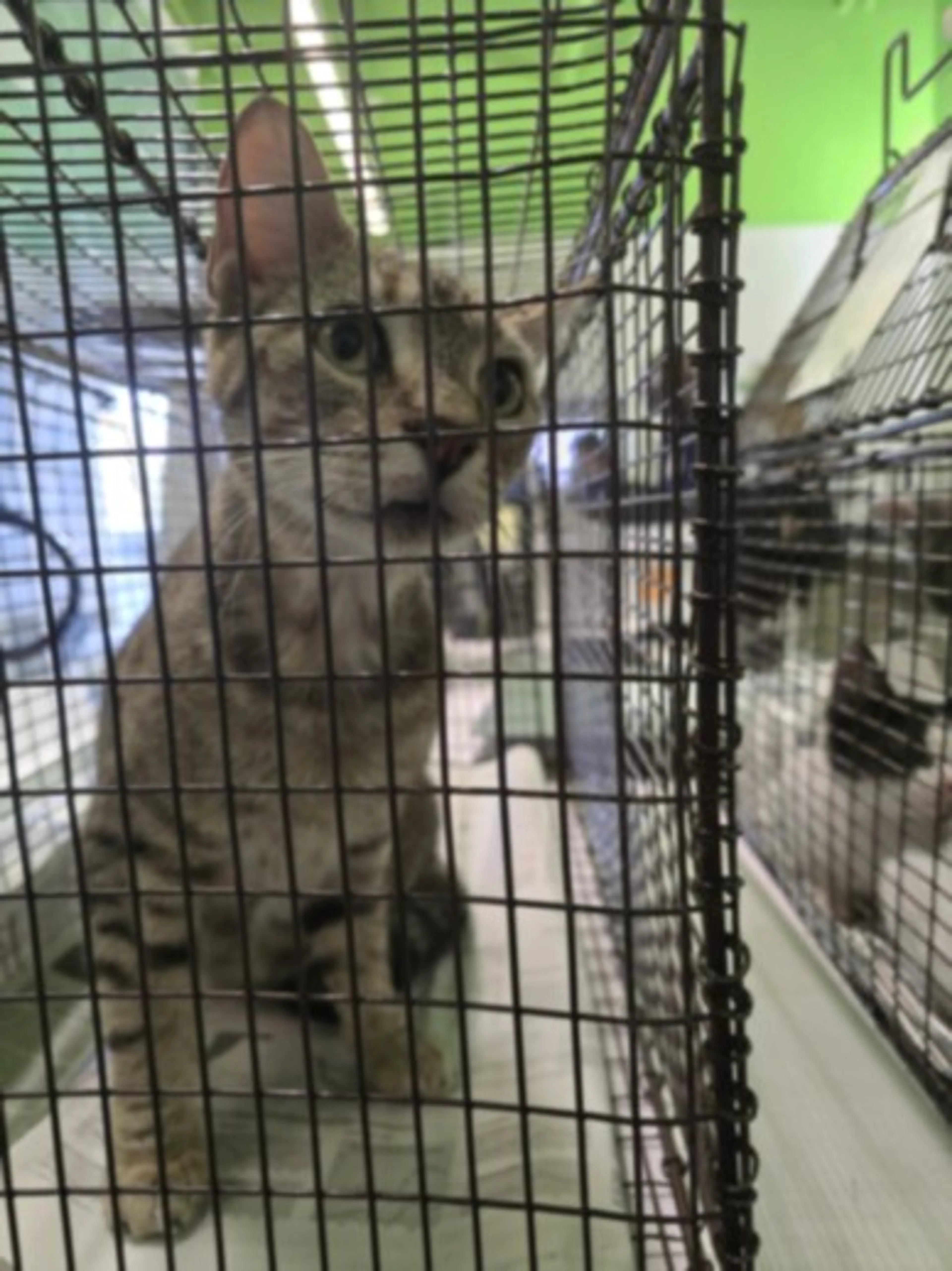 Found pet