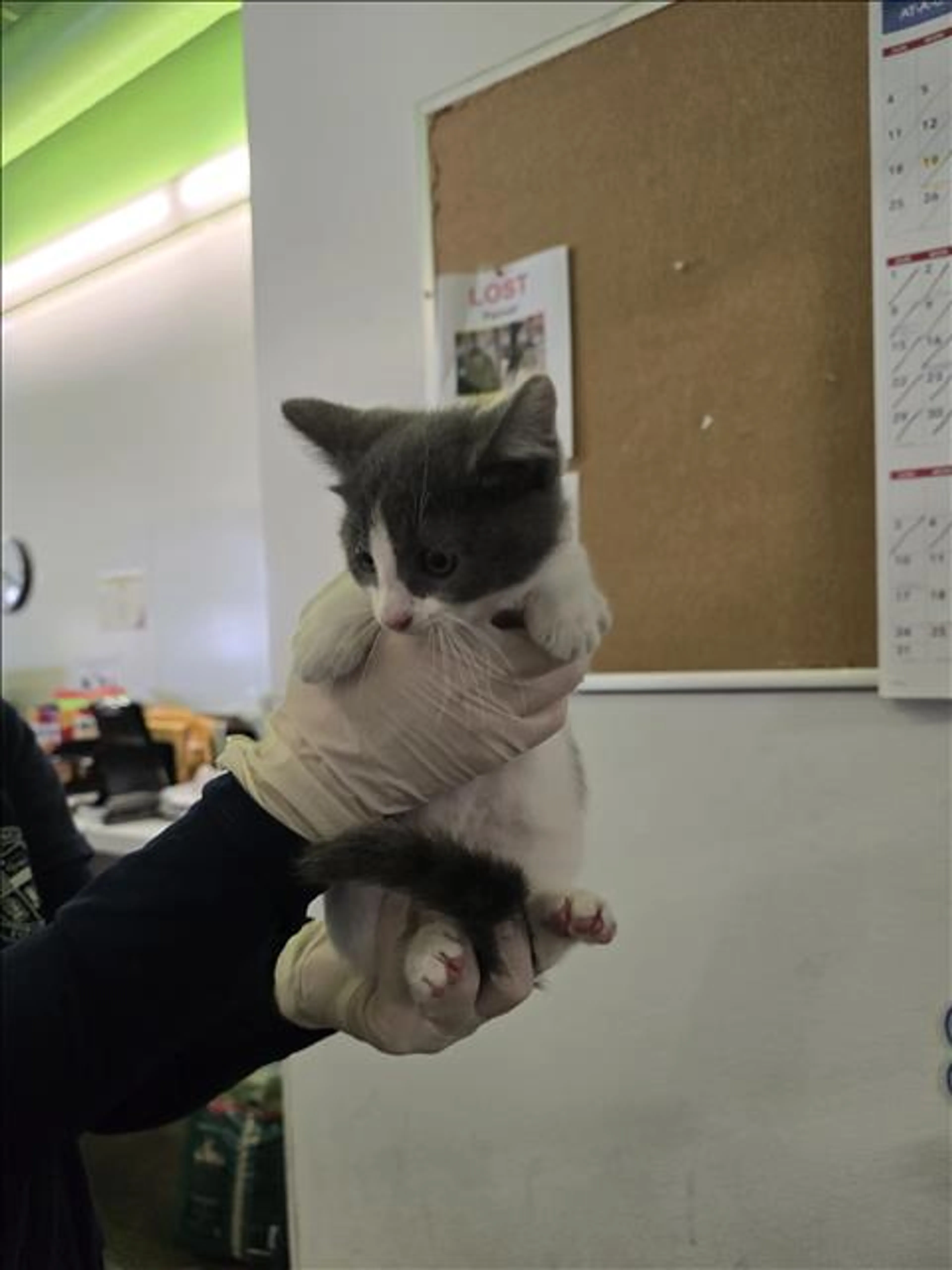 Found pet