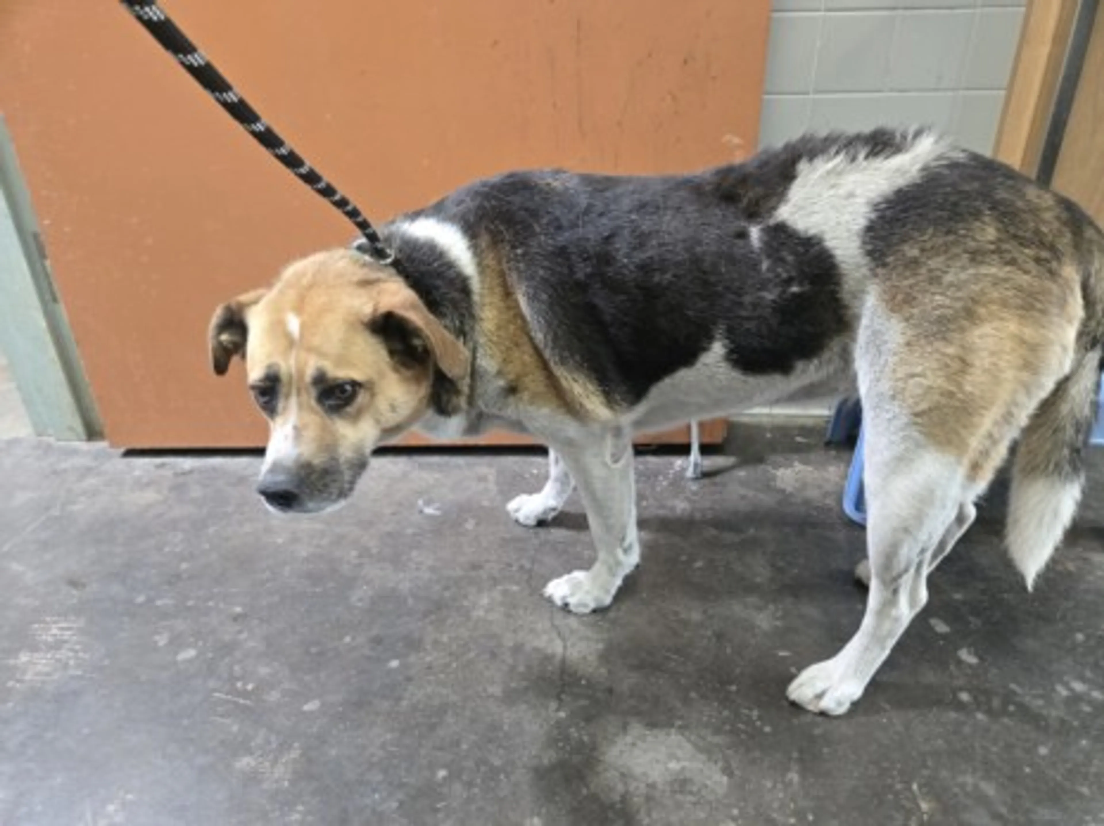 Found pet