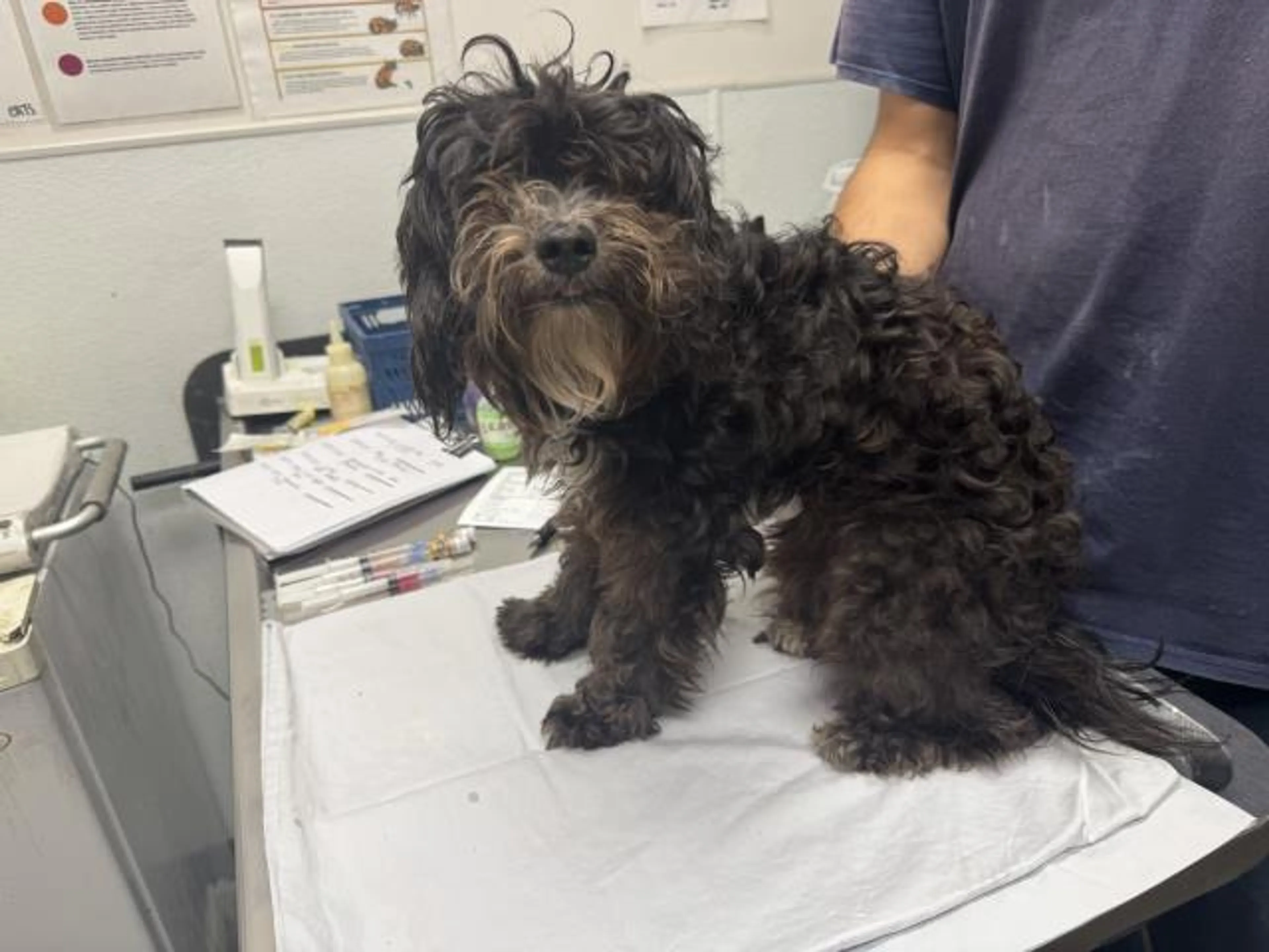 Found pet