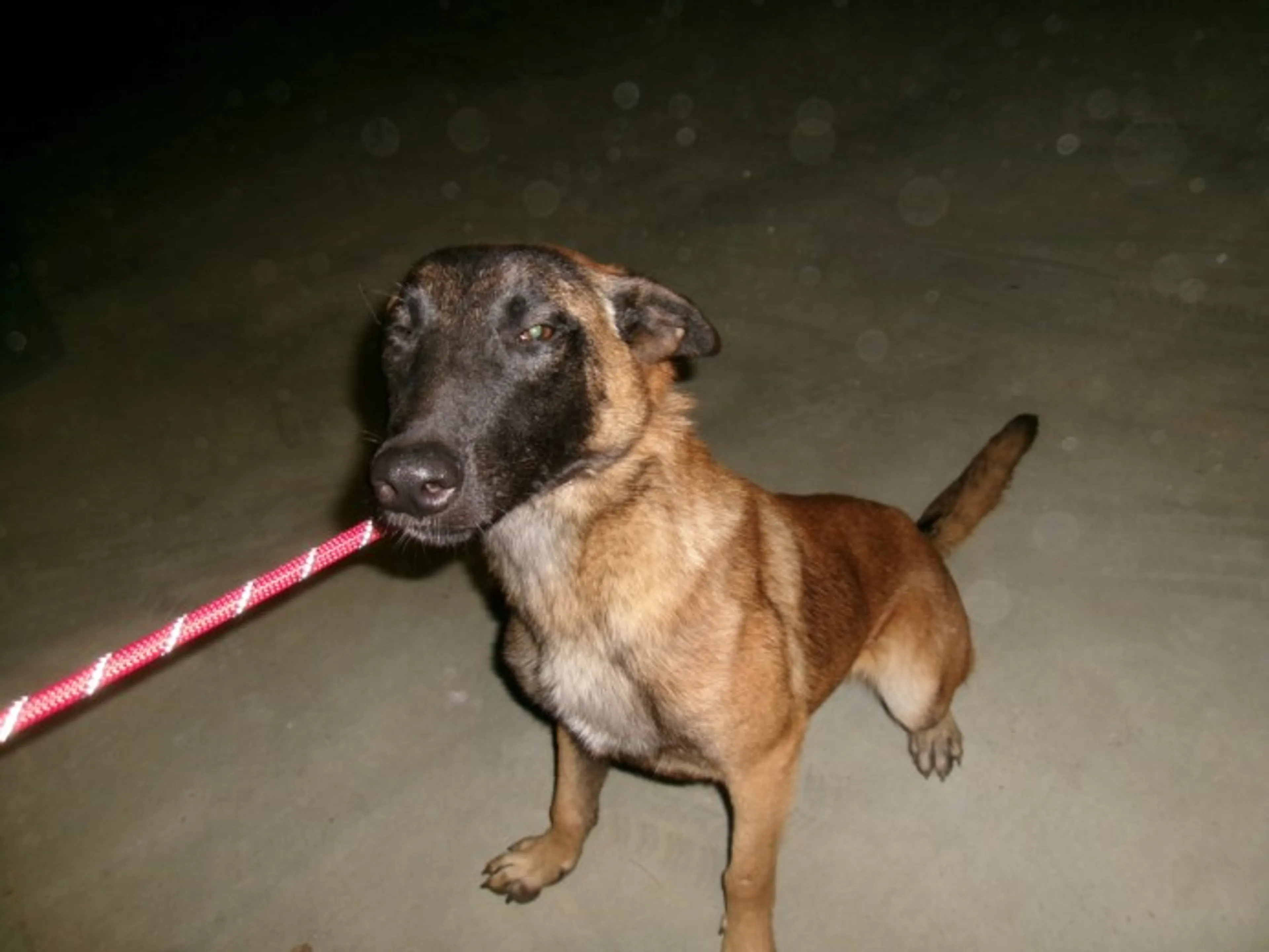 Found pet