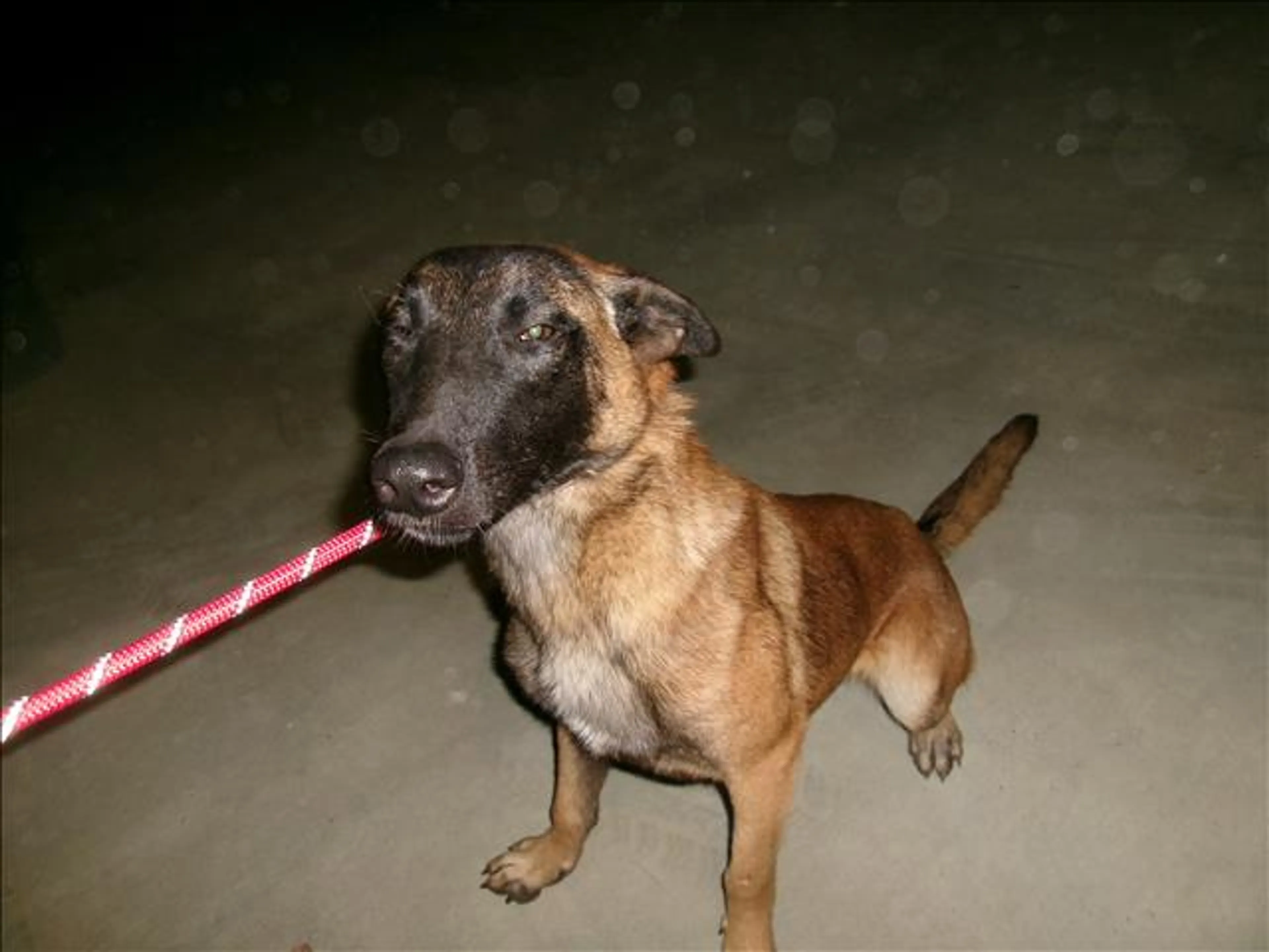 Found pet