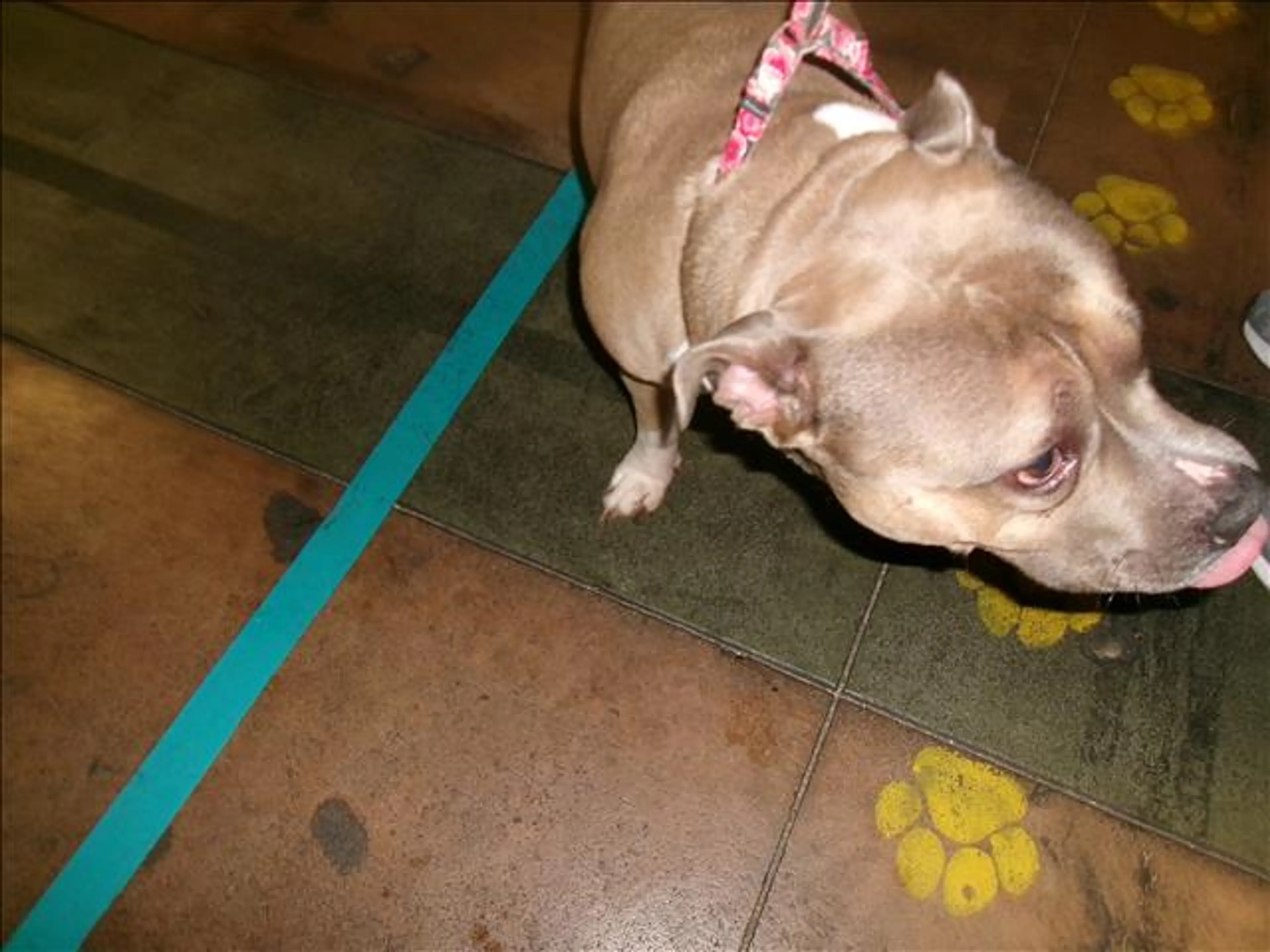 Found pet