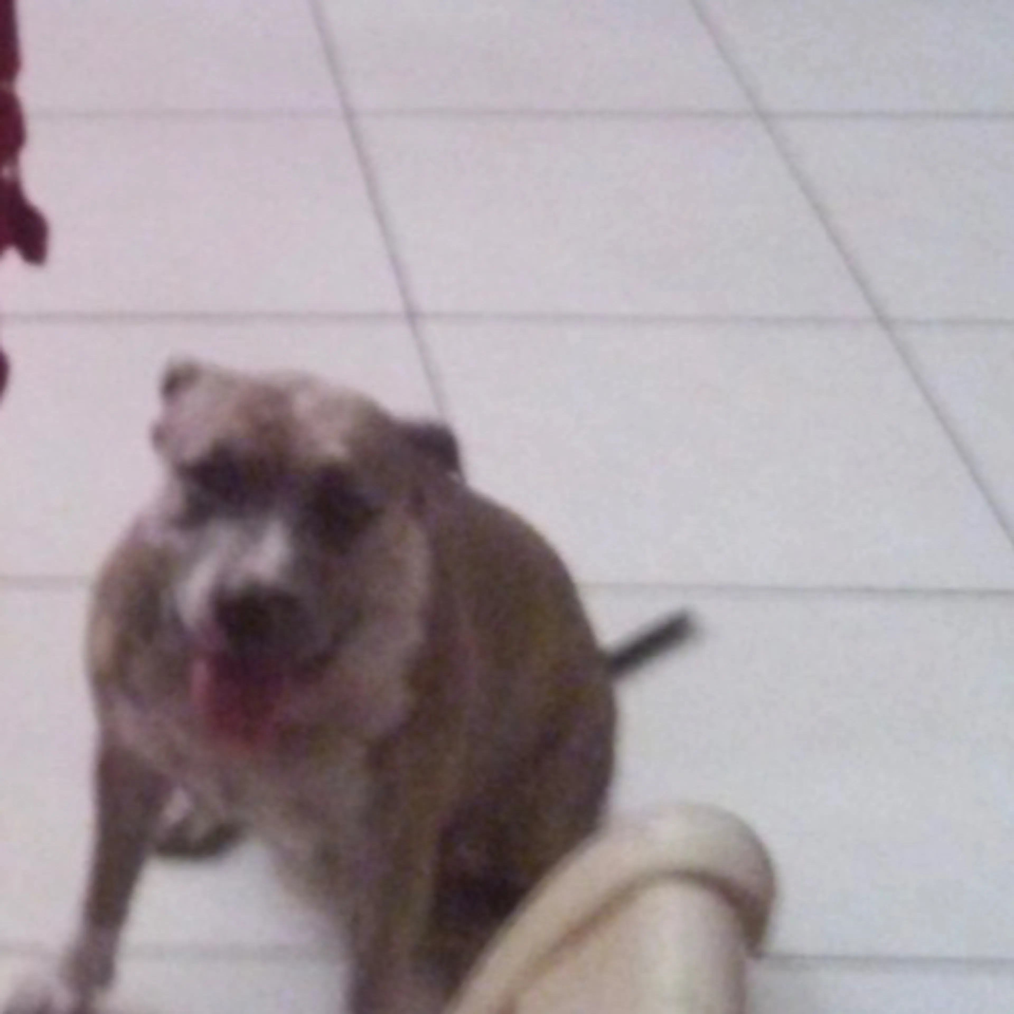 Lost pet-1