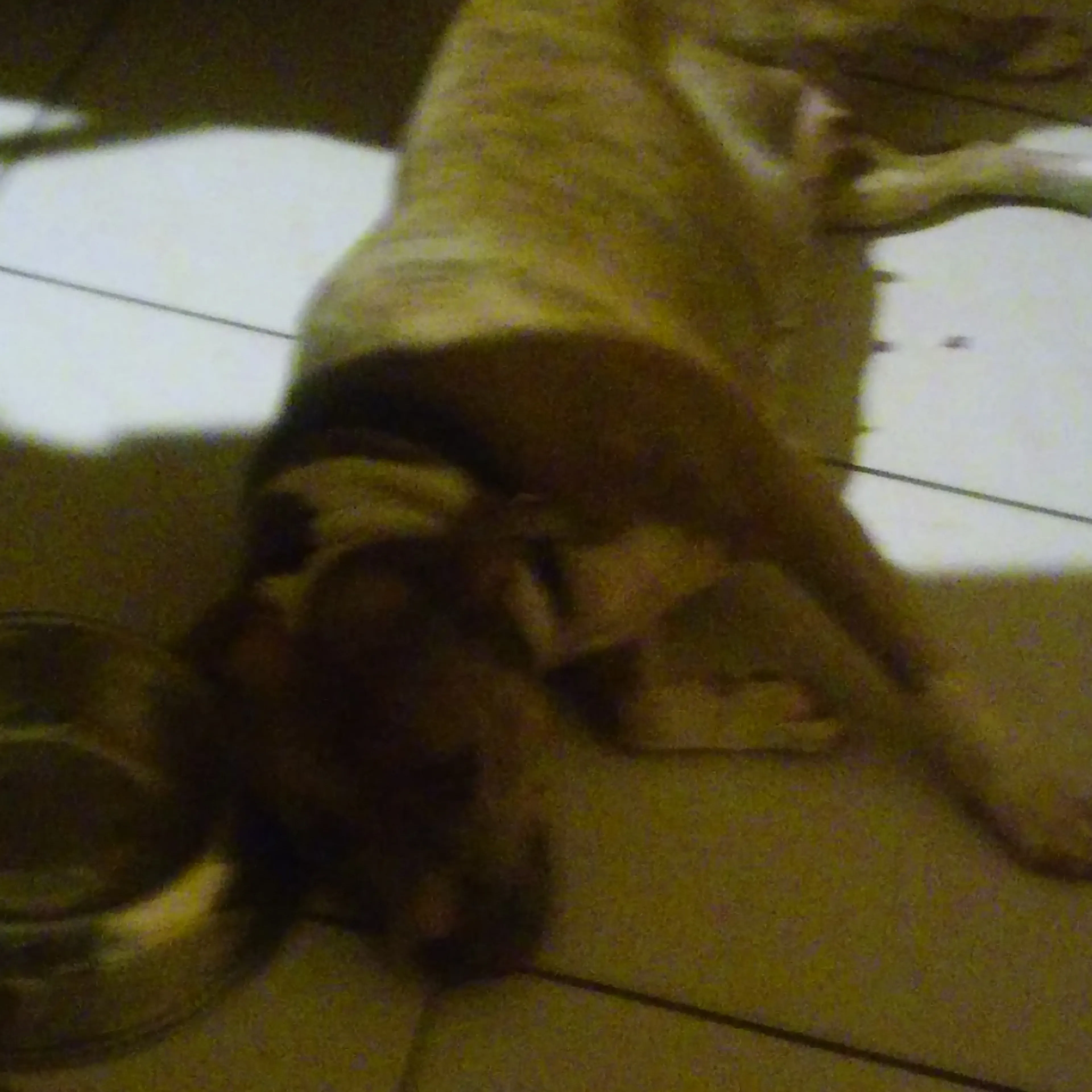 Lost pet-2