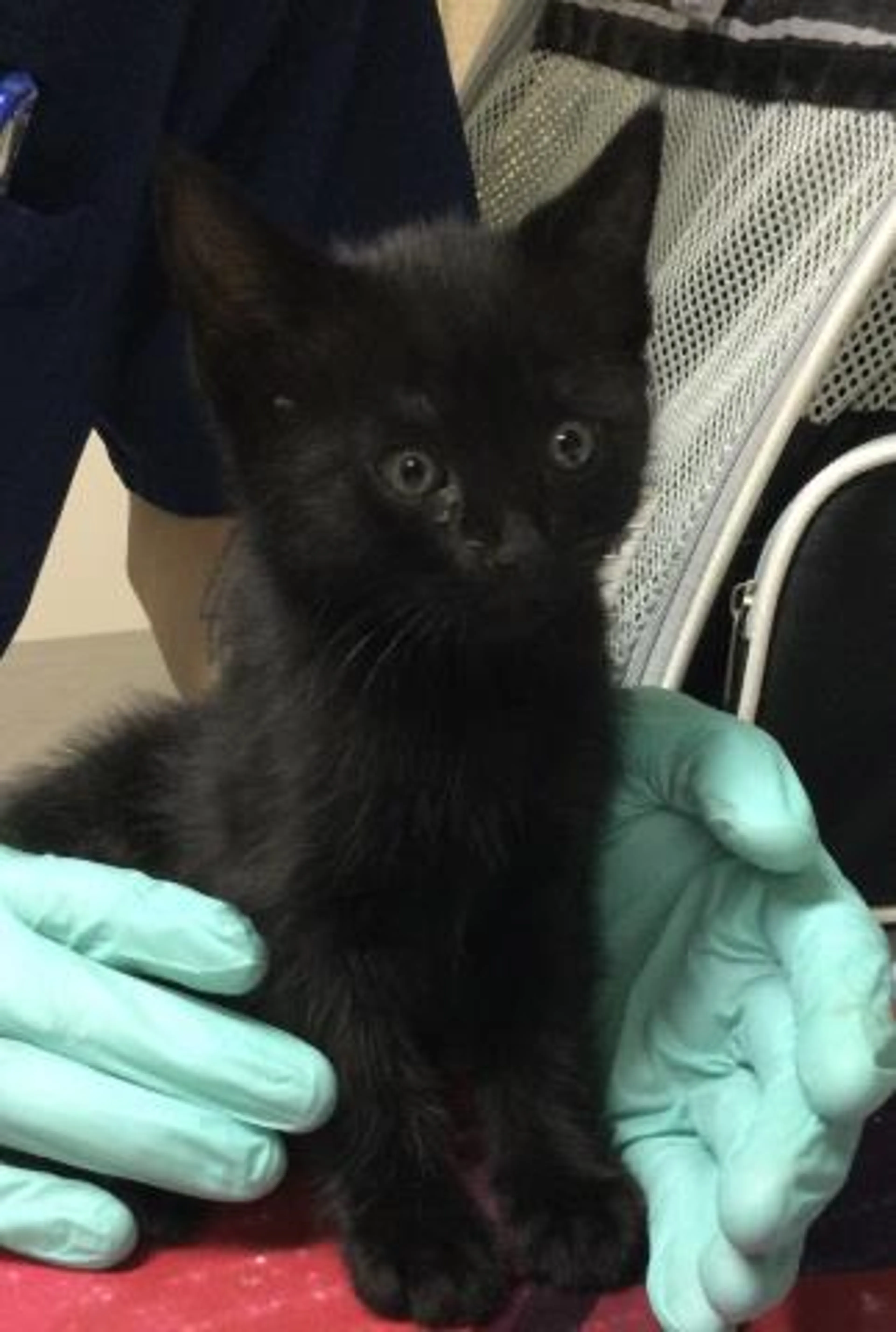Found pet