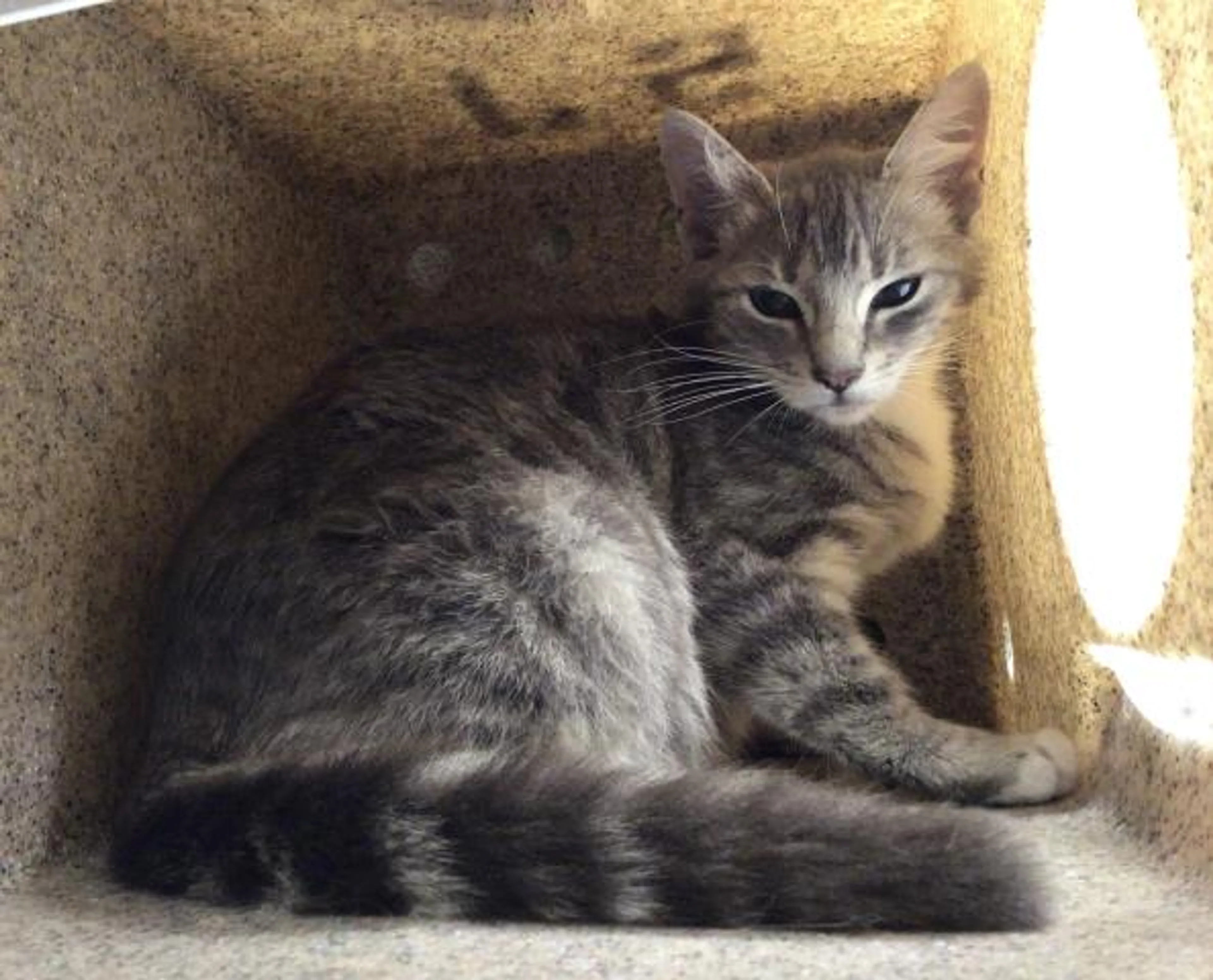 Found pet
