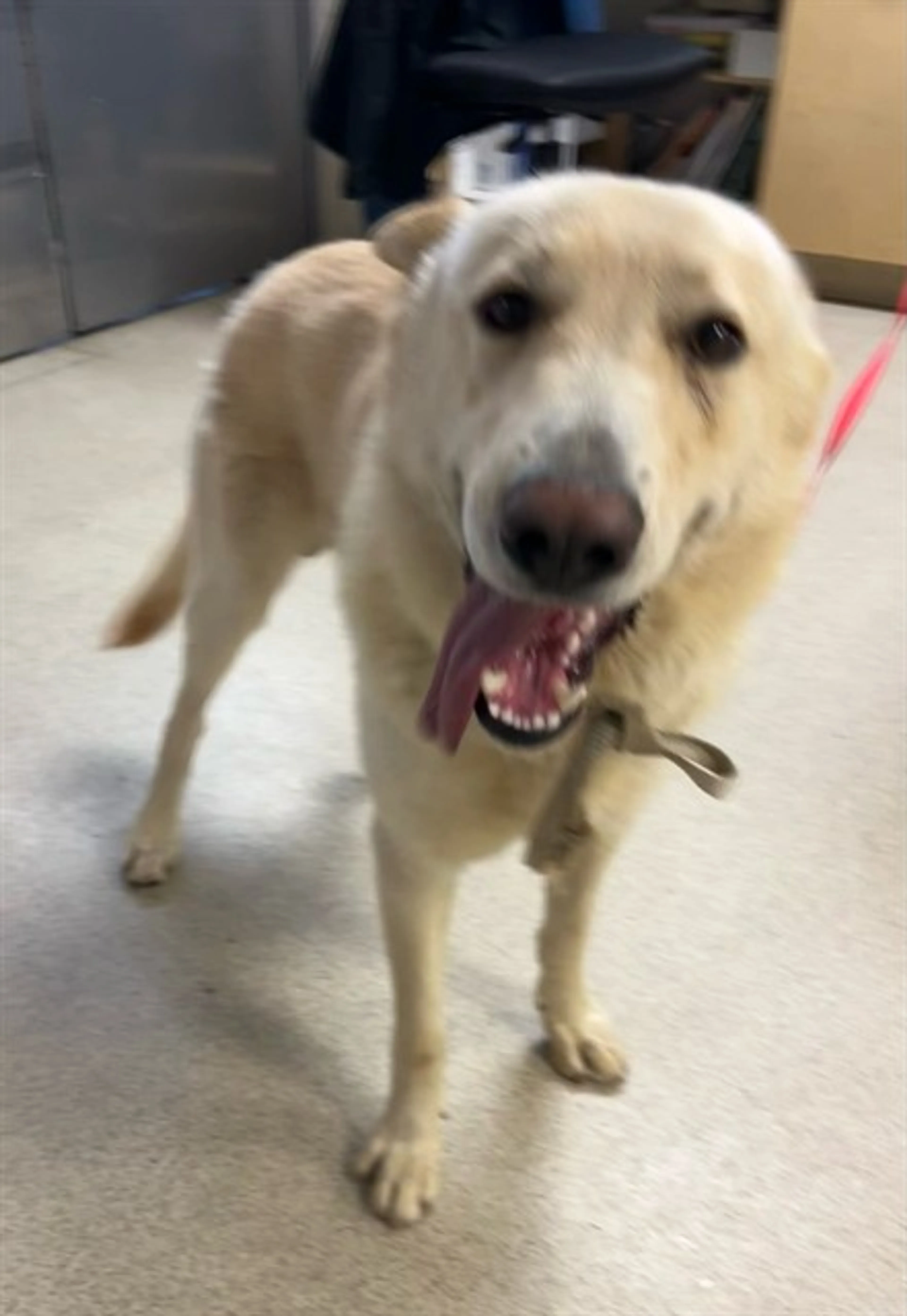 Found pet