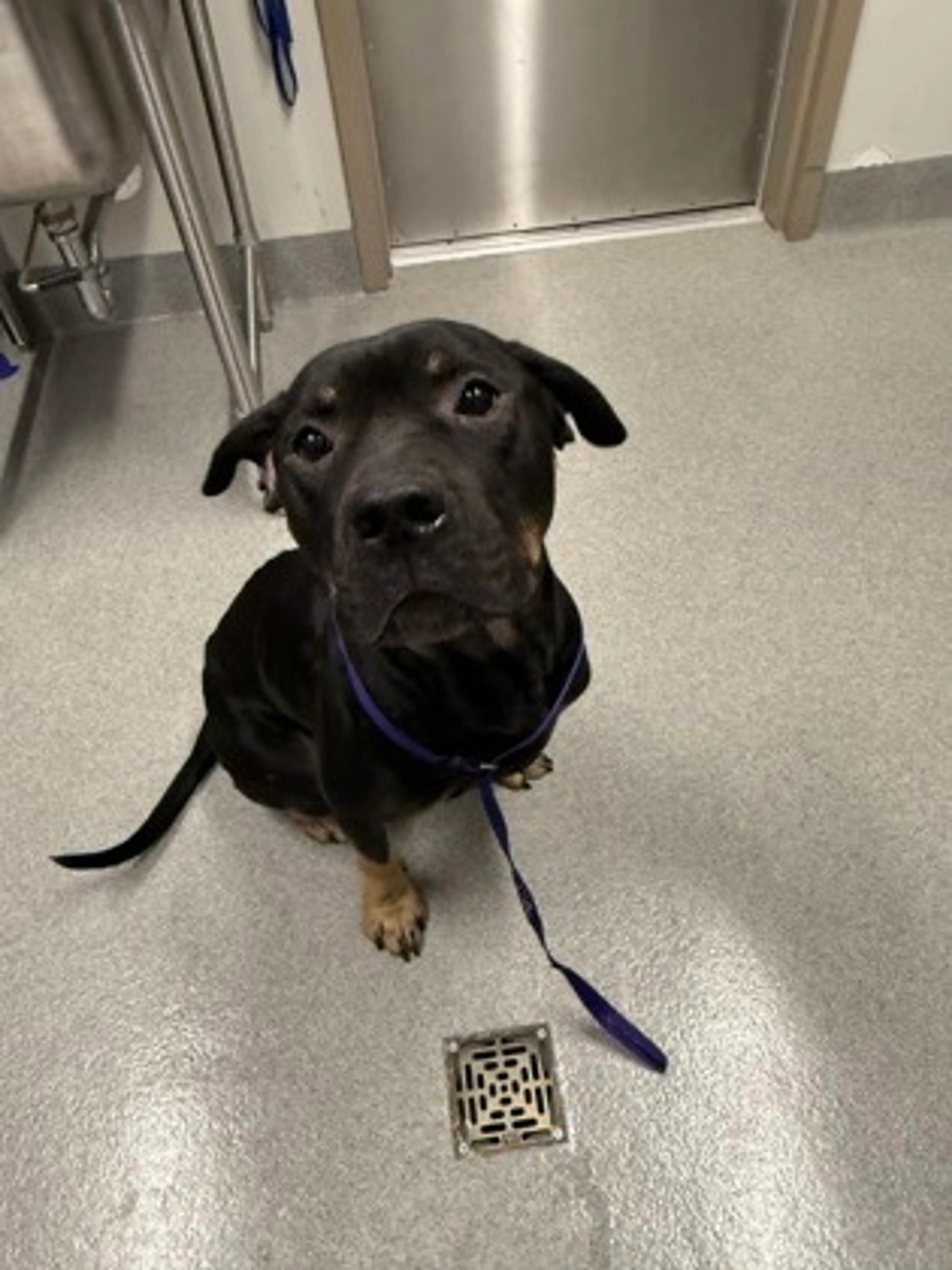 Found pet