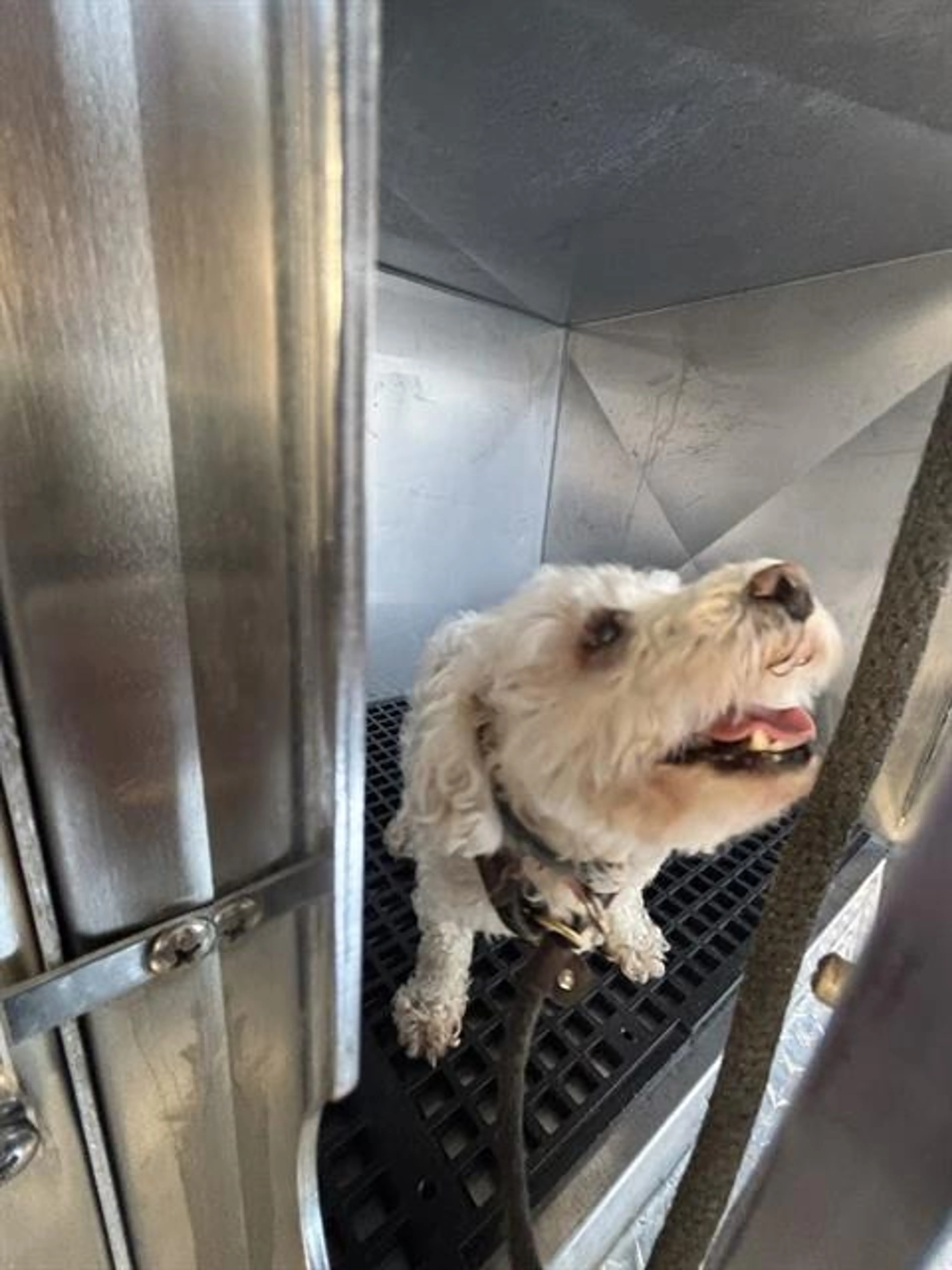 Found pet