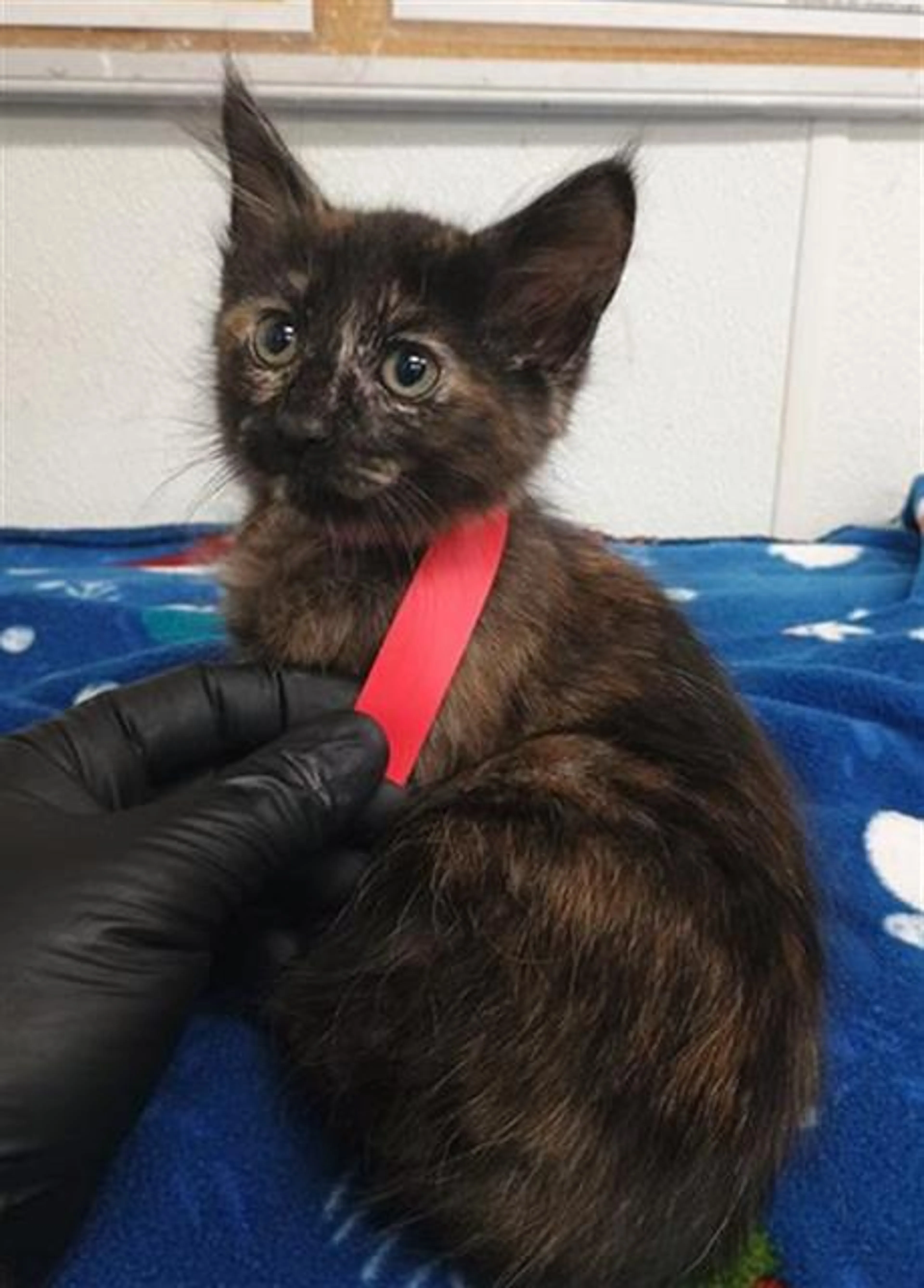 Found pet