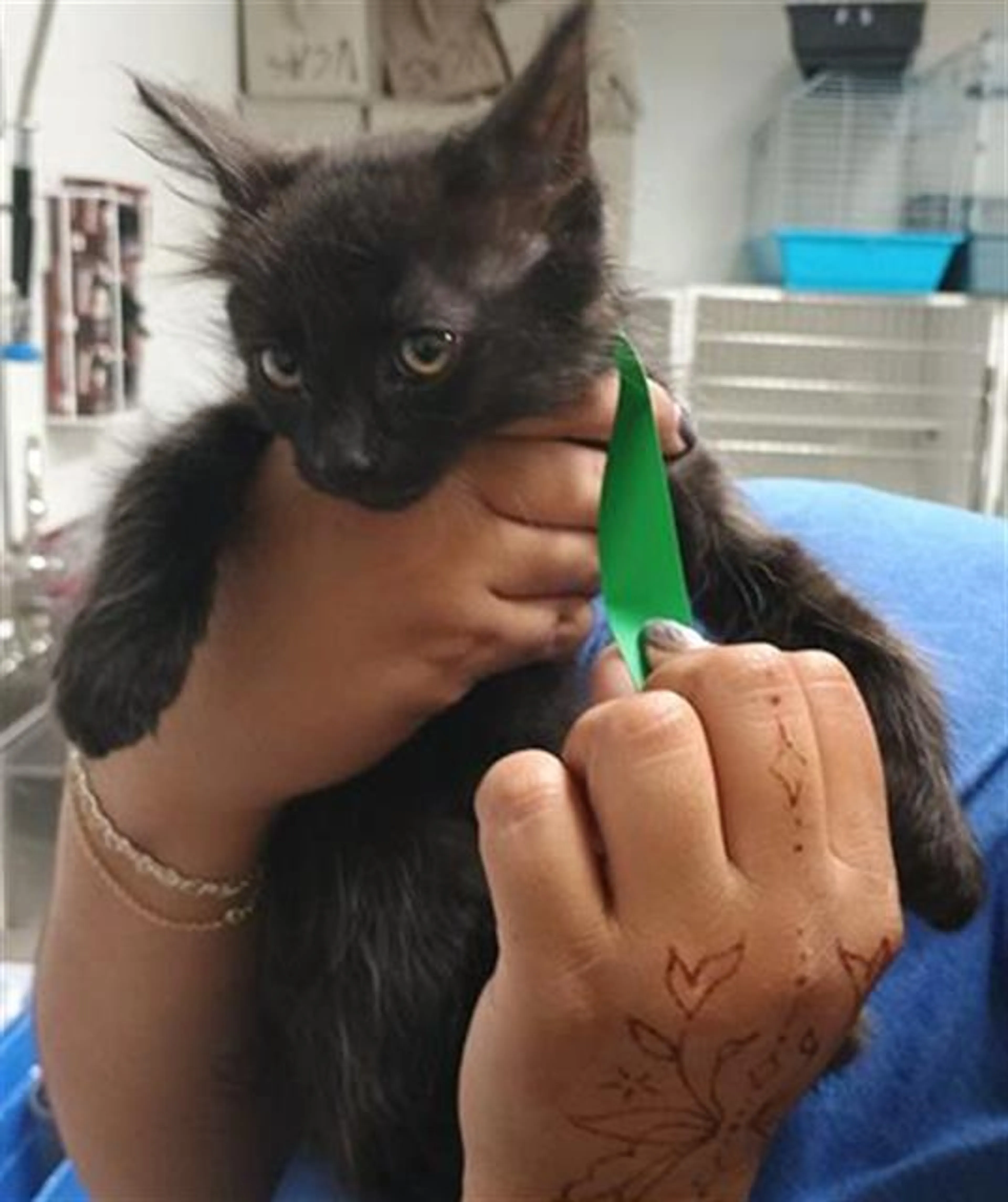 Found pet