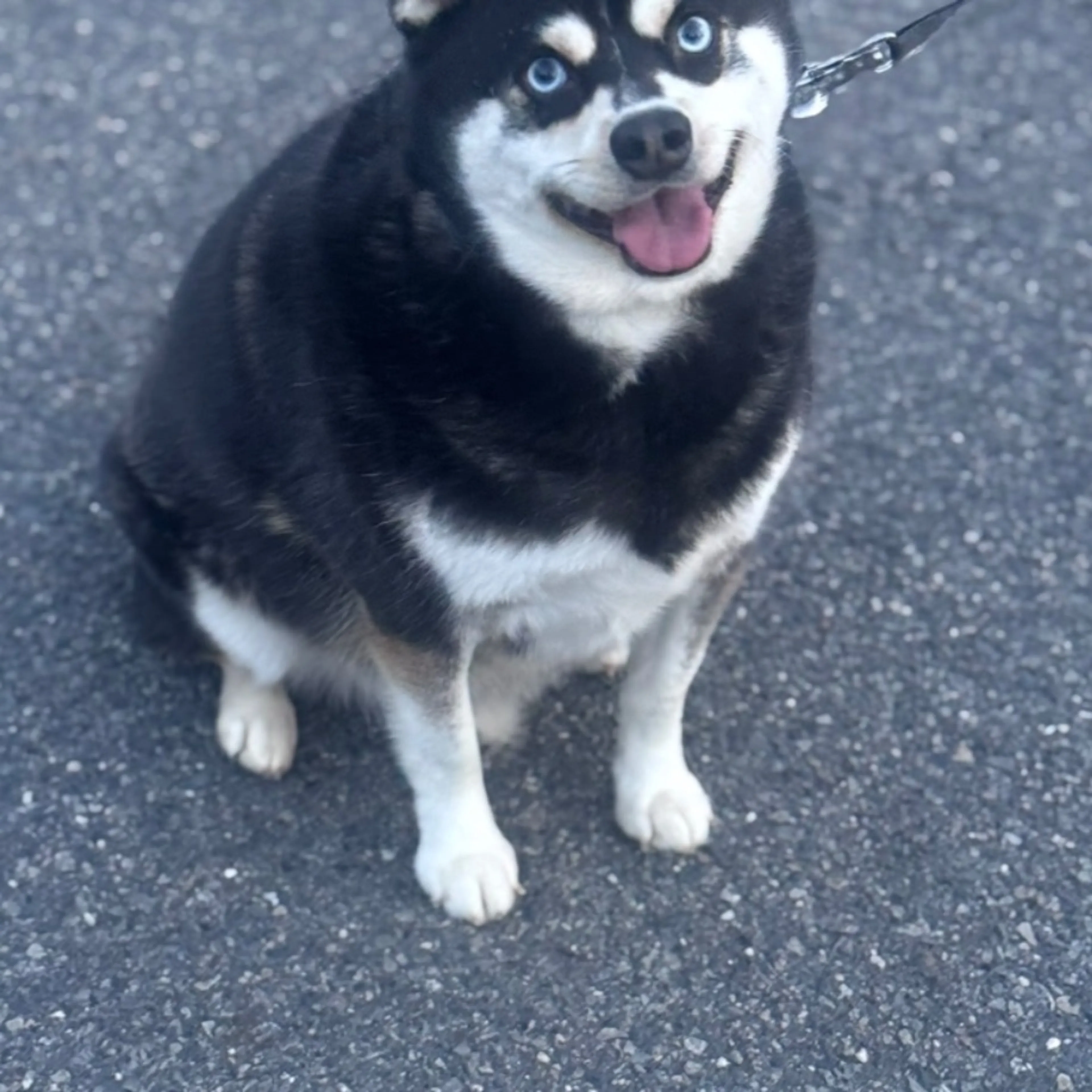 Lost pet
