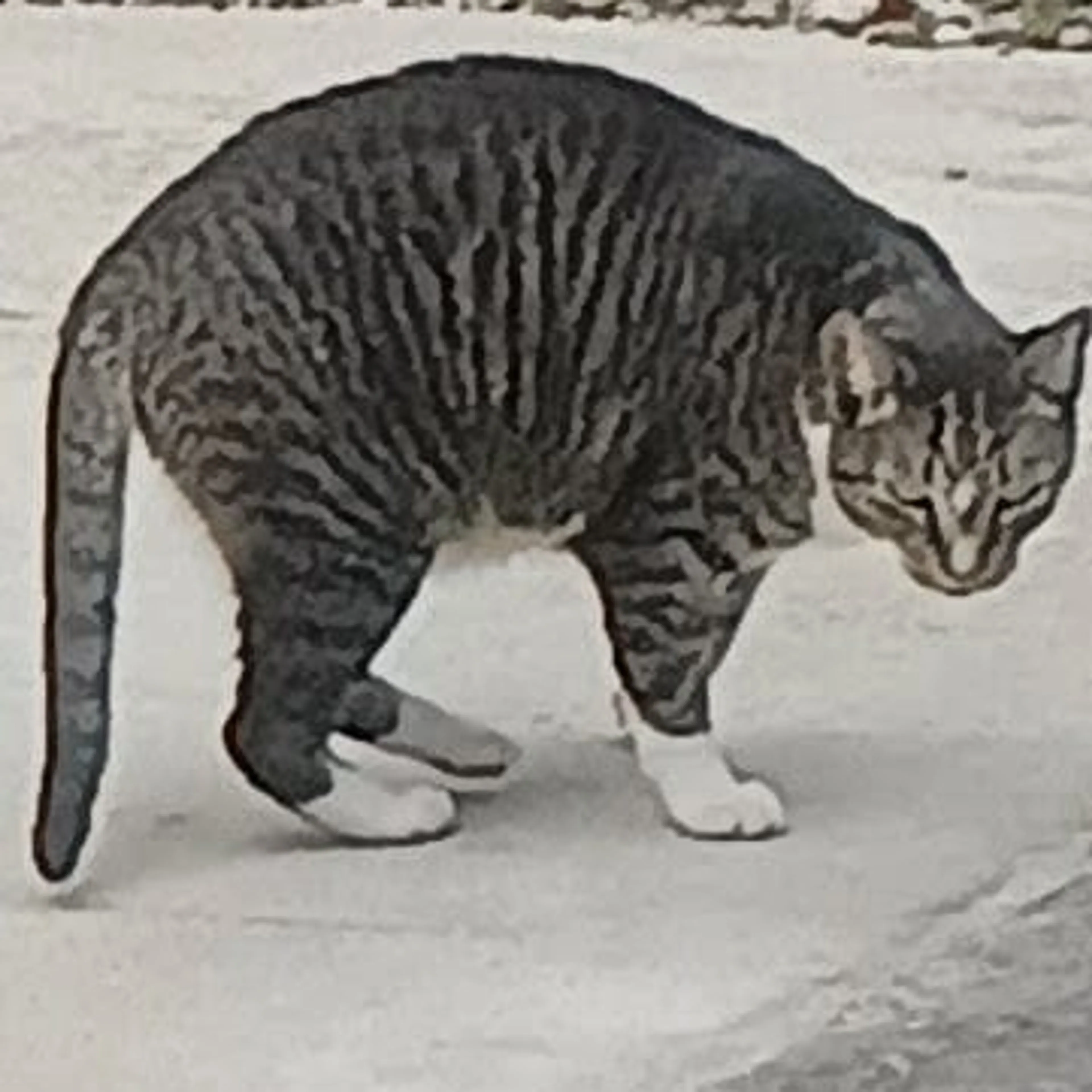 Lost pet-1