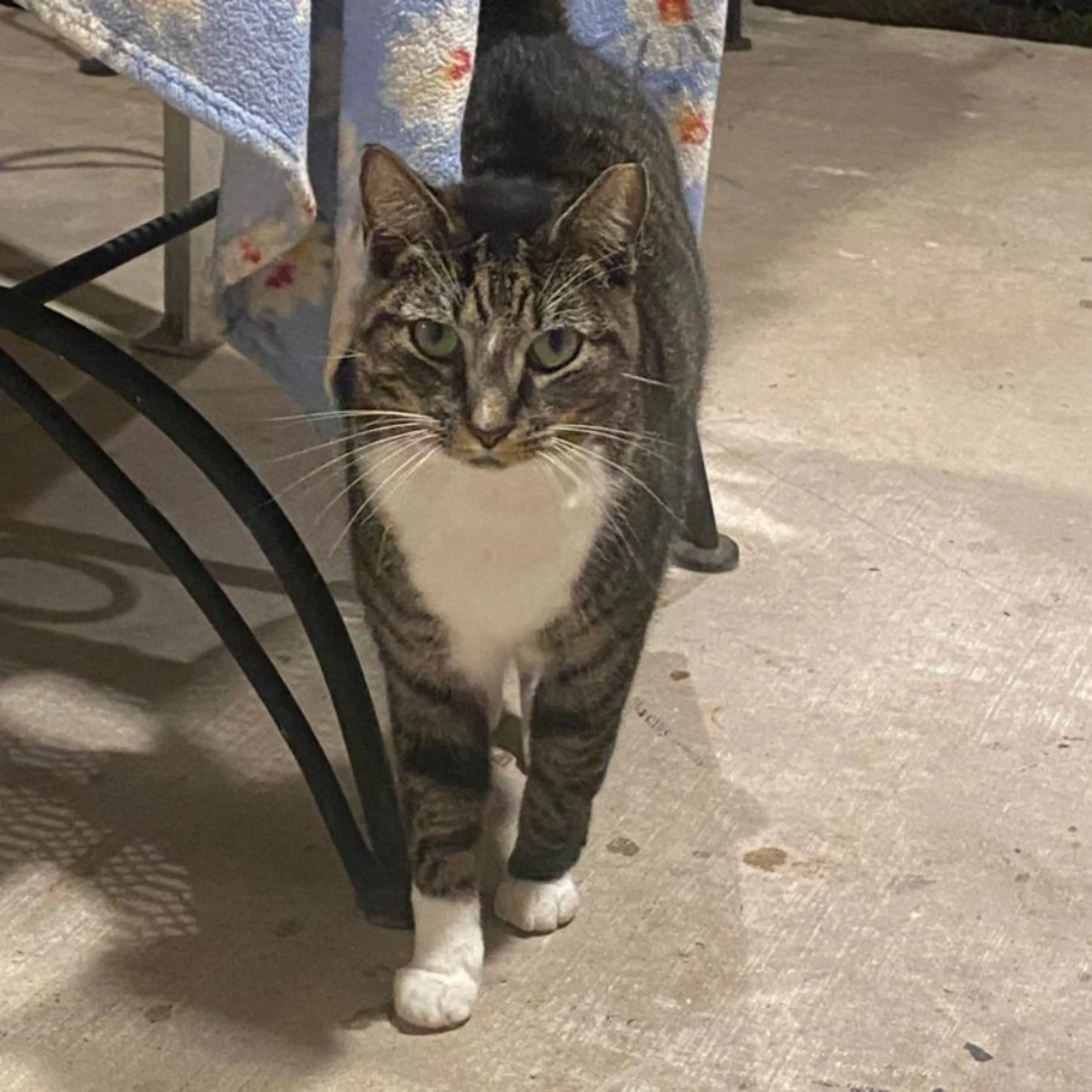 Lost pet-0