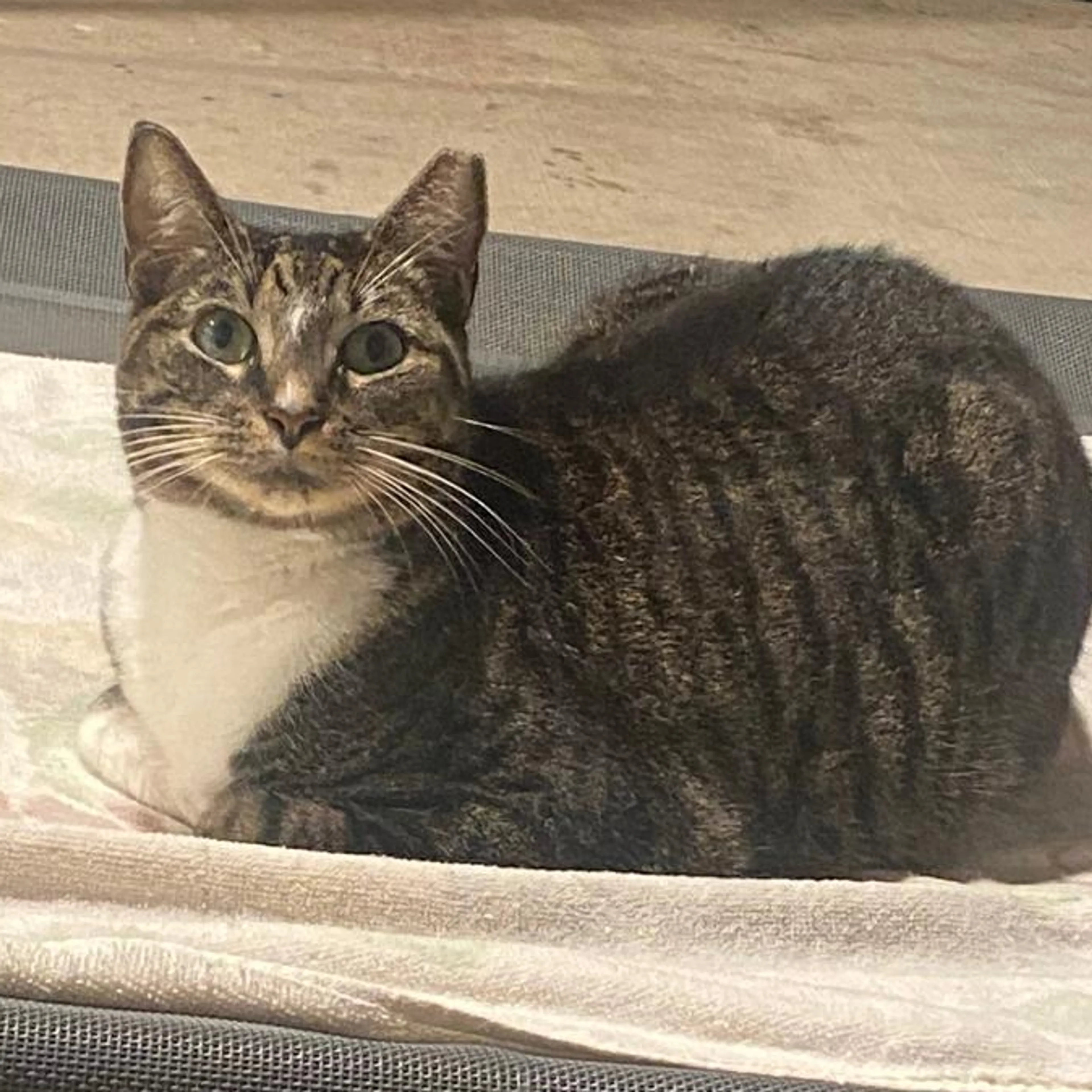 Lost pet-2
