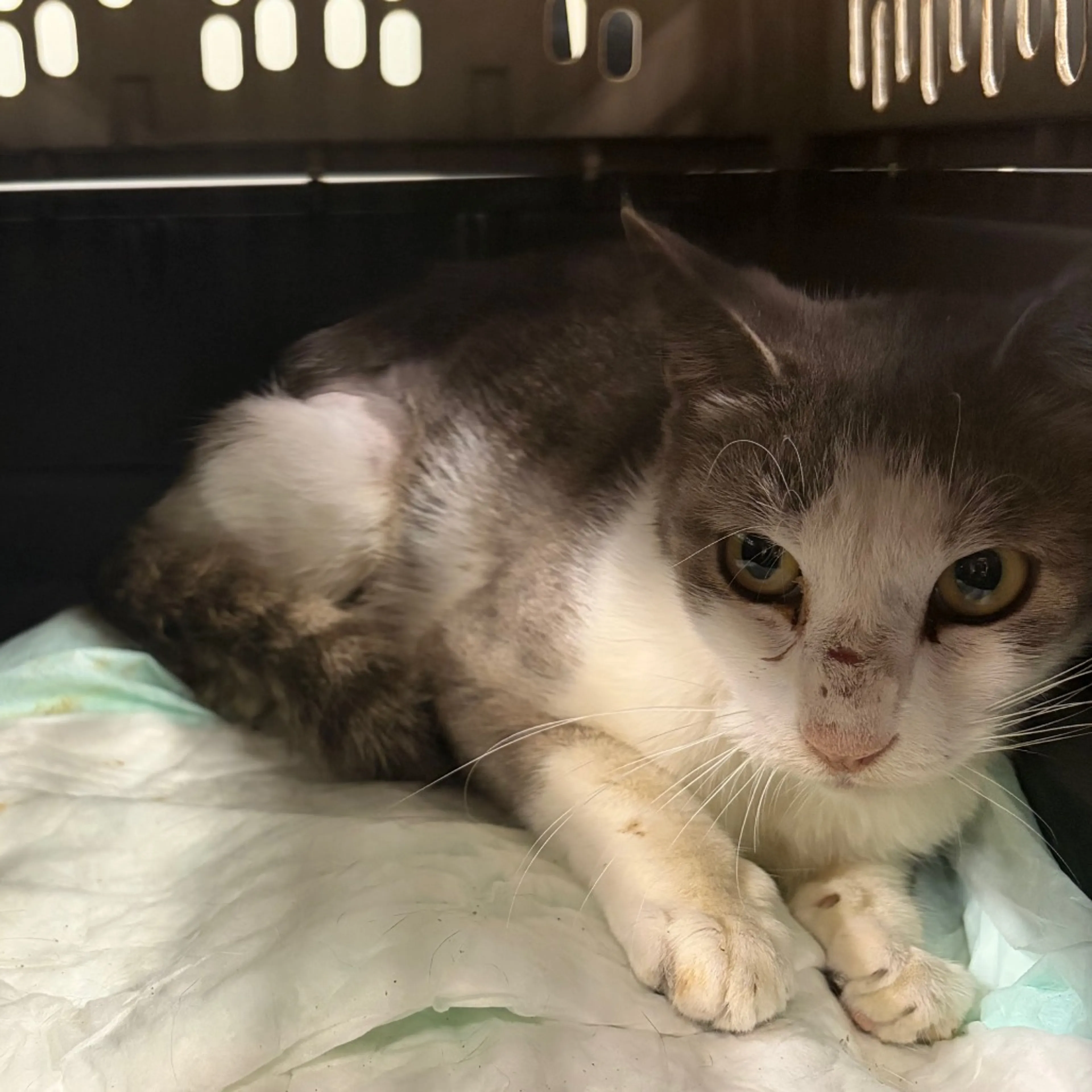 Found pet