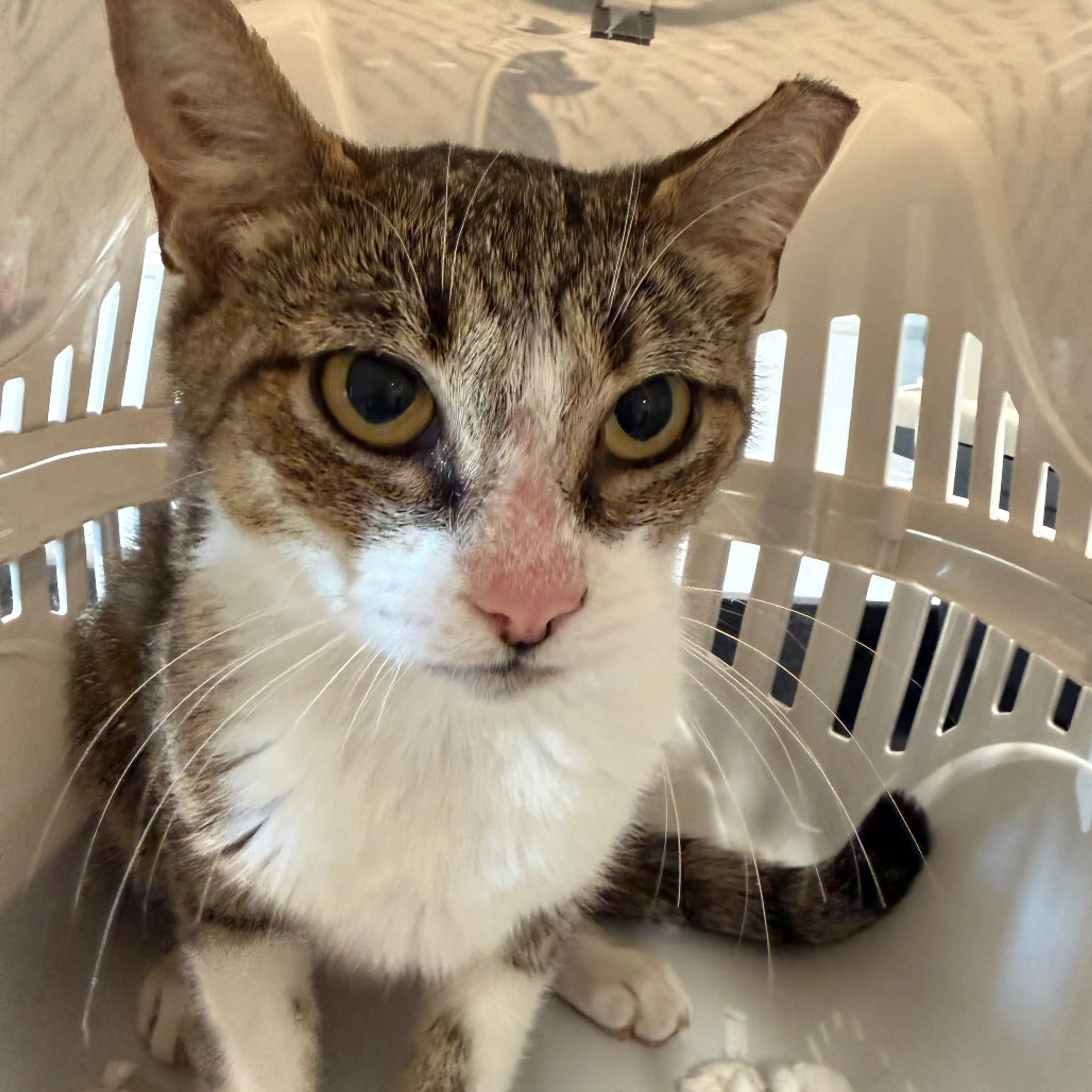 Found pet