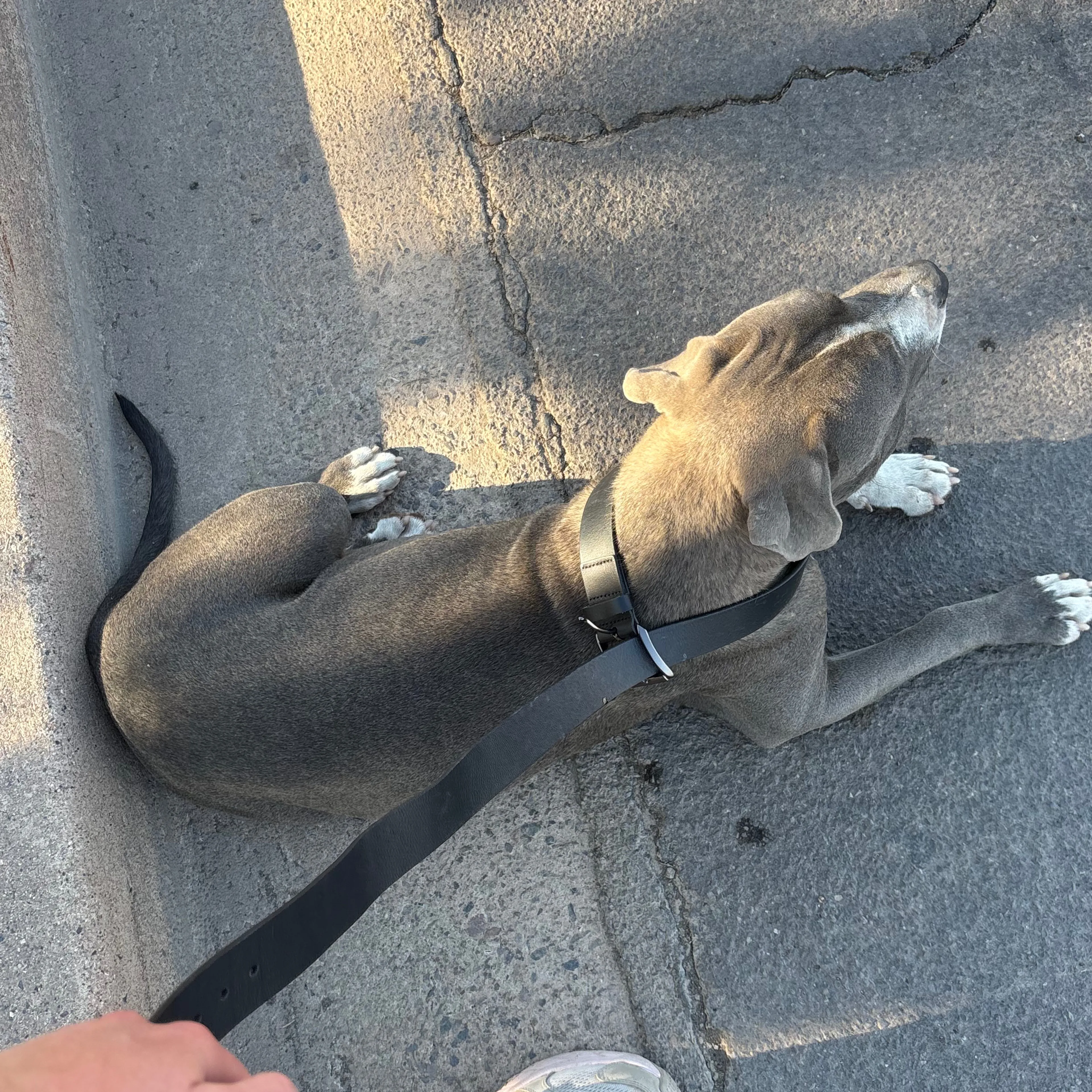 Found pet-1