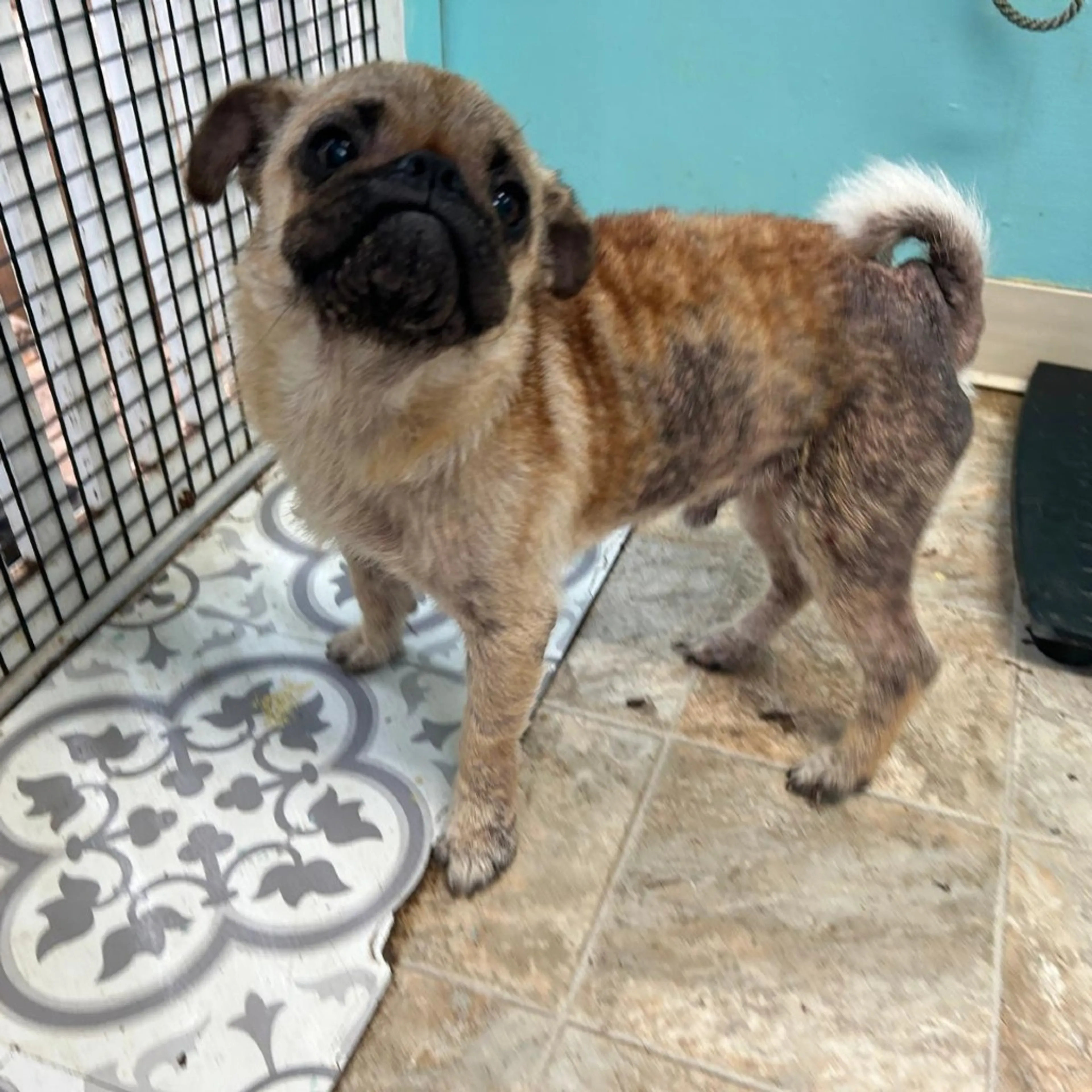 Found pet