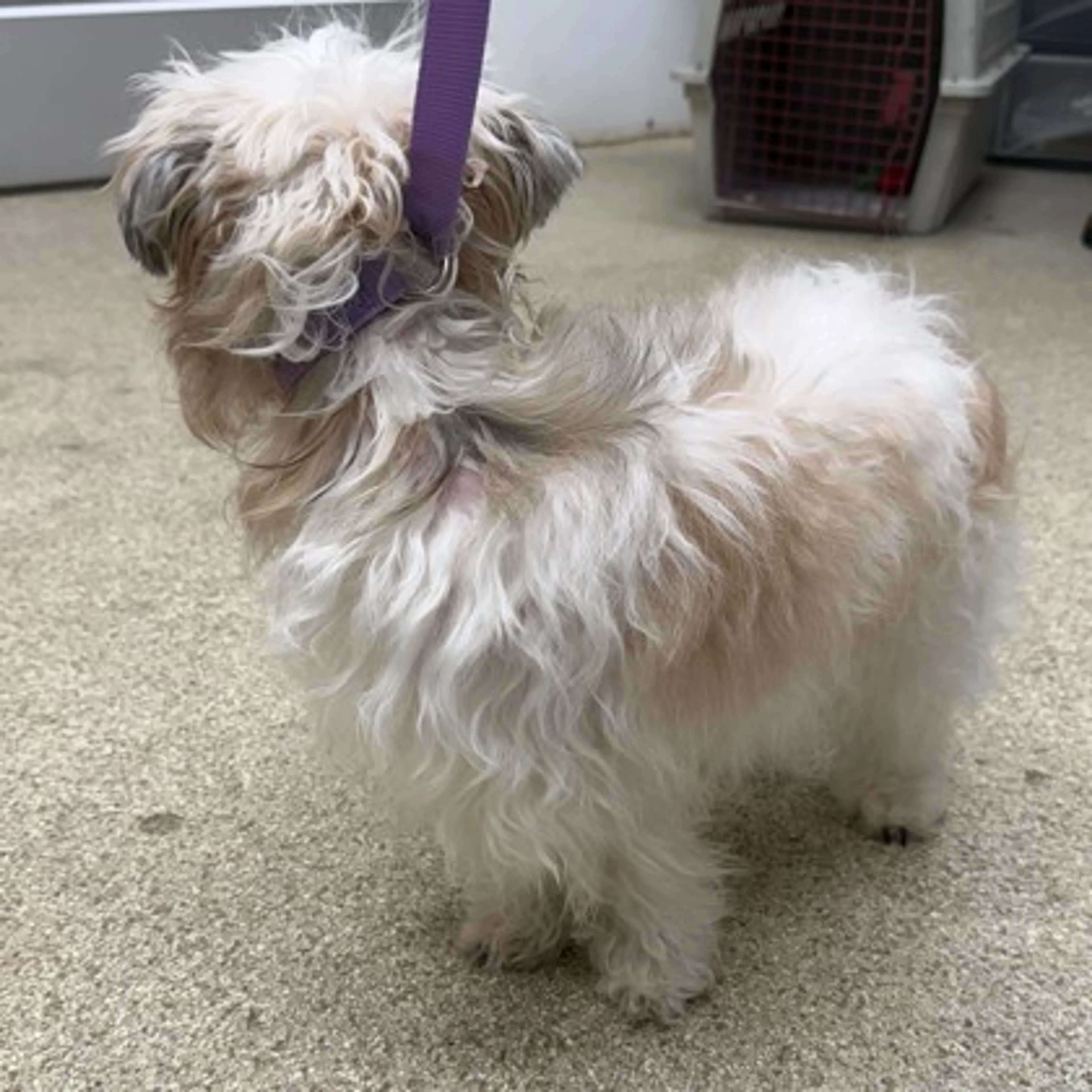 Found pet-1
