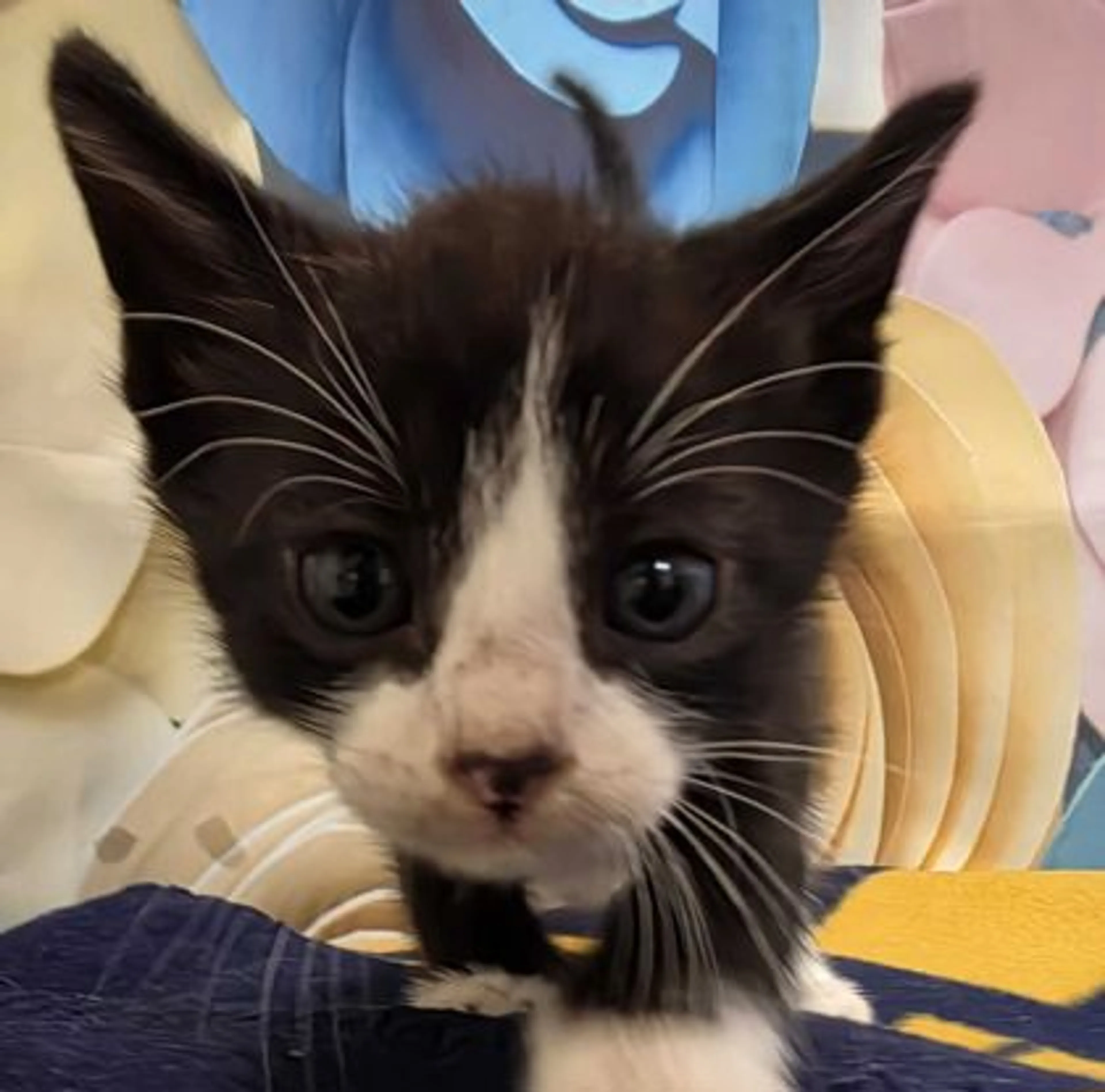 Found pet
