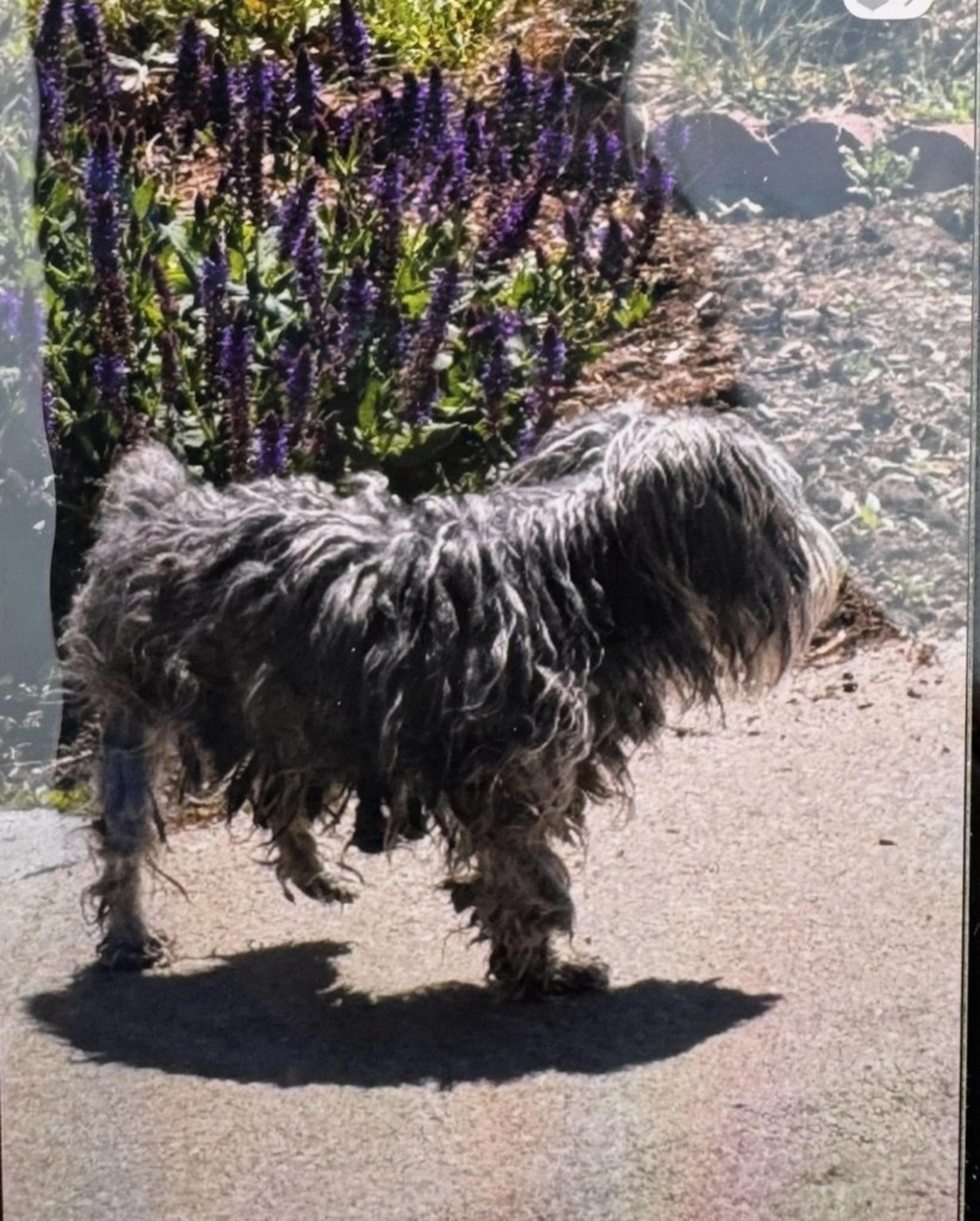 Lost pet-3
