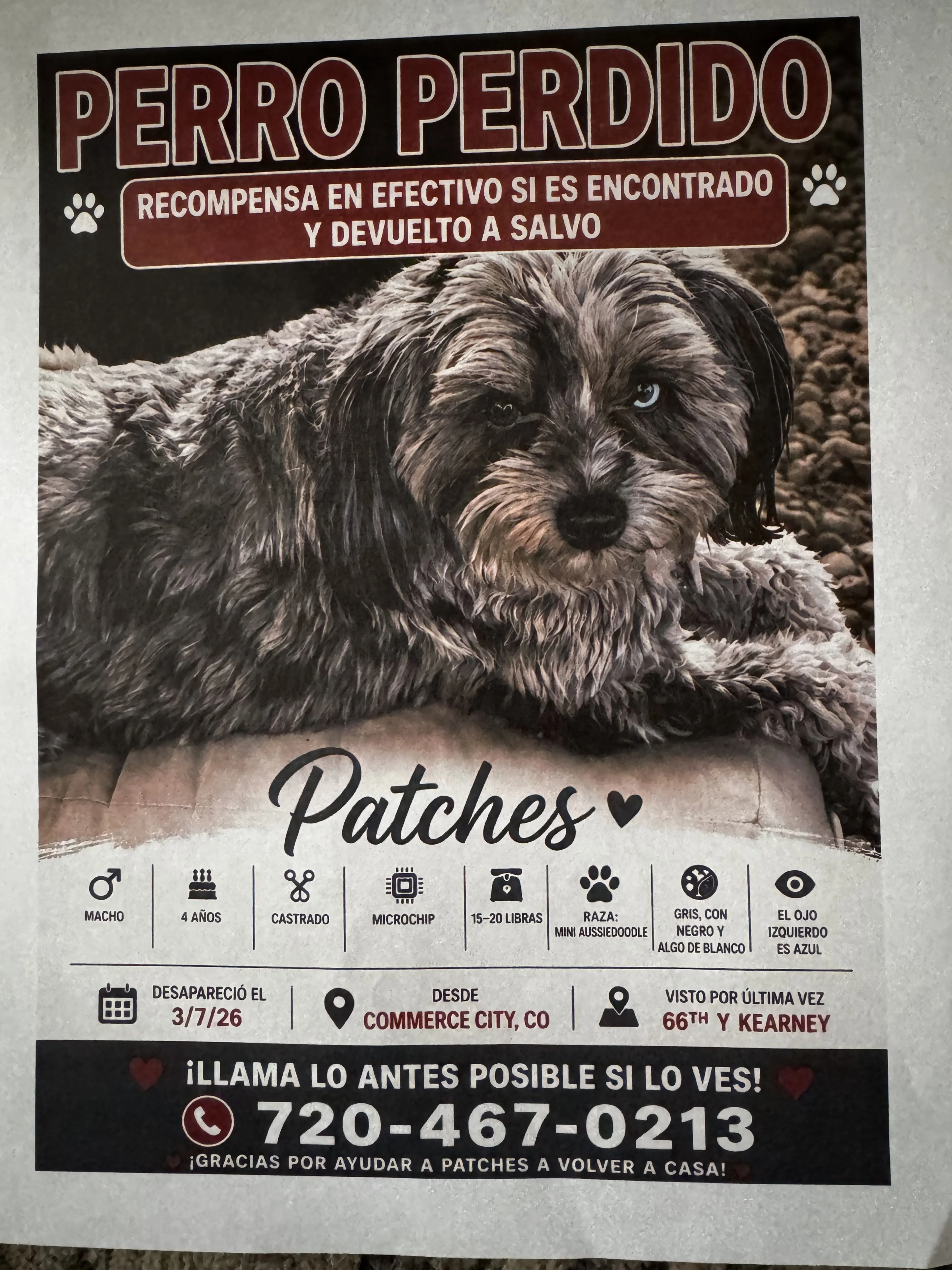 Lost pet-1
