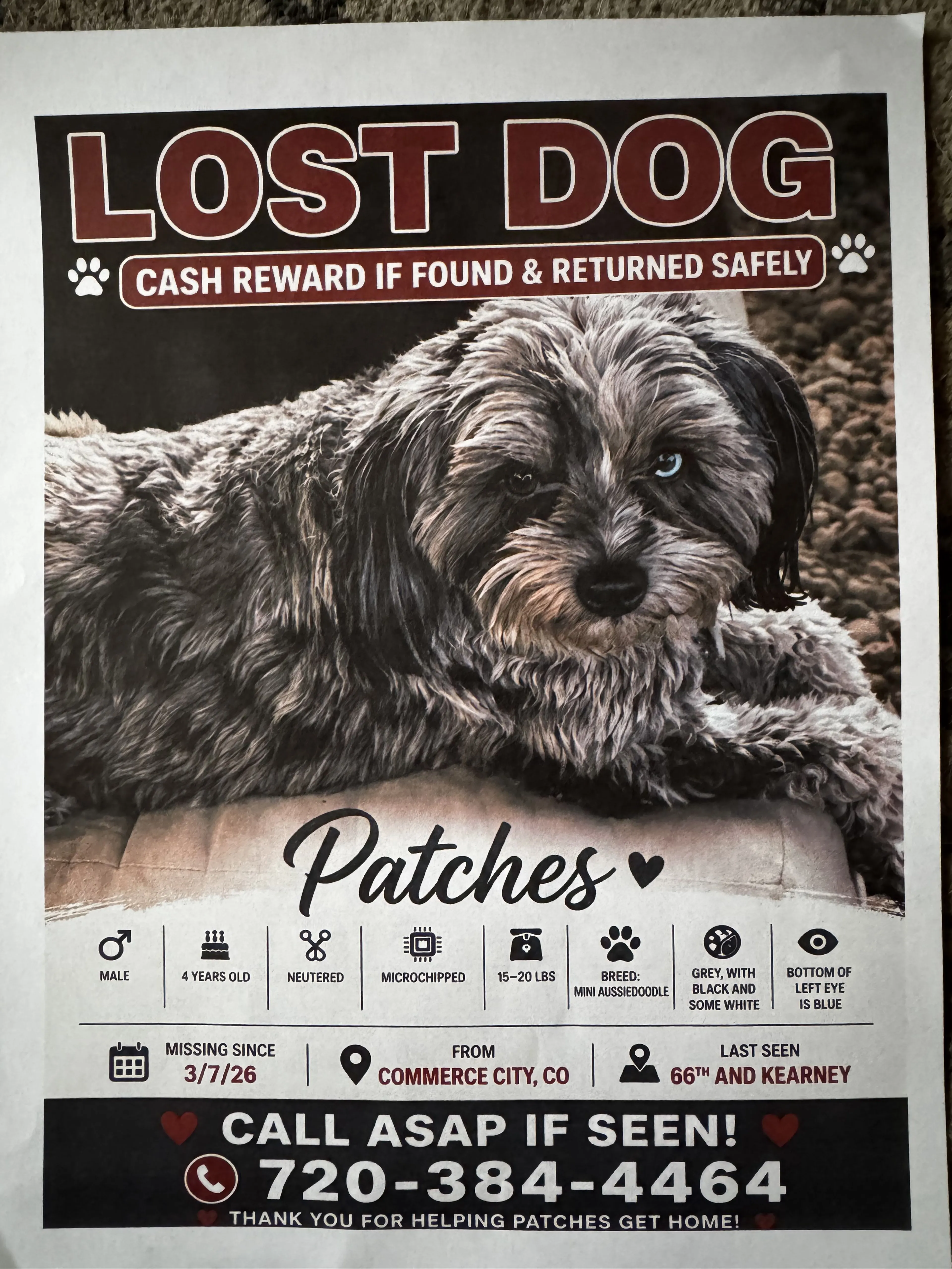 Lost pet-0