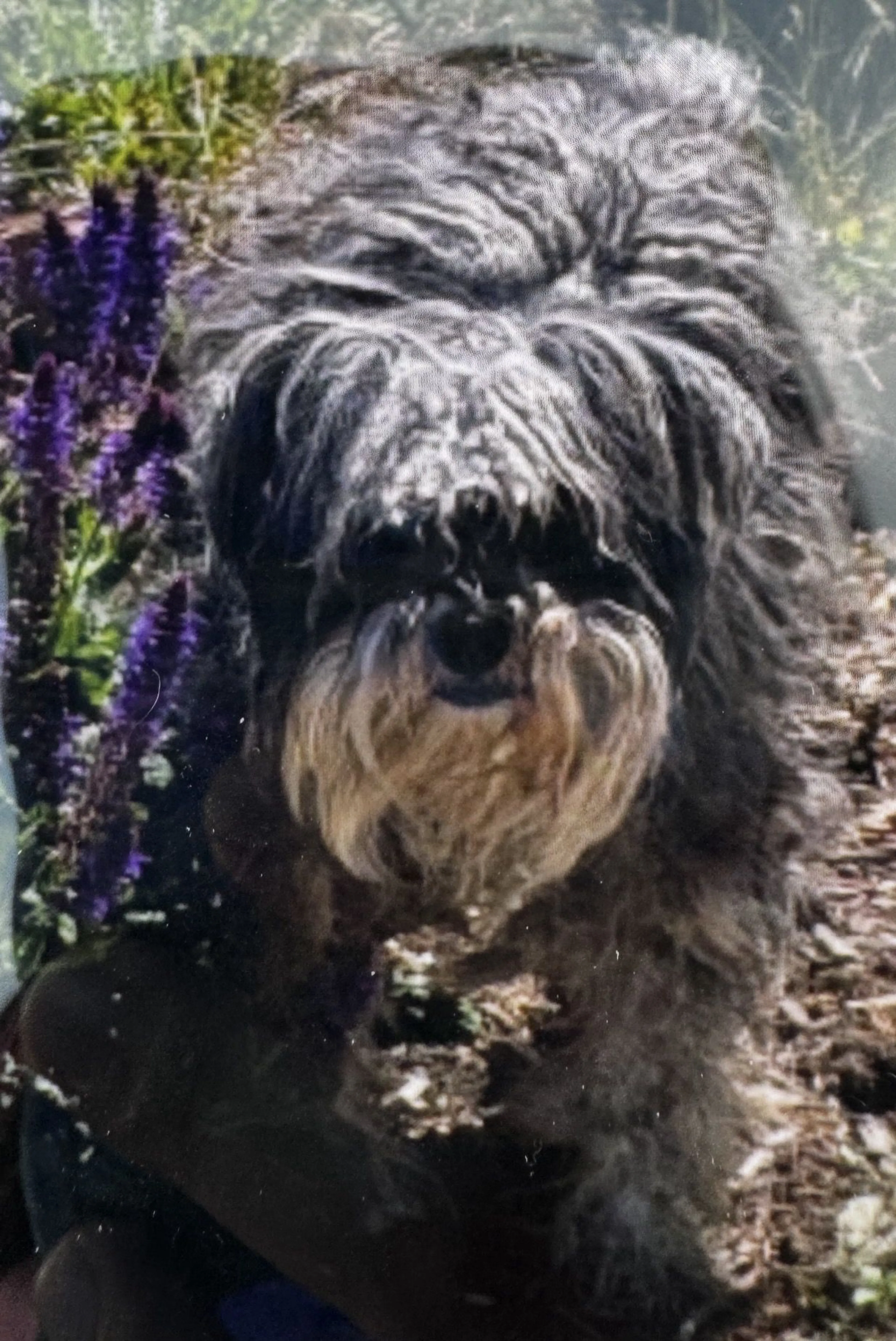 Lost pet-2