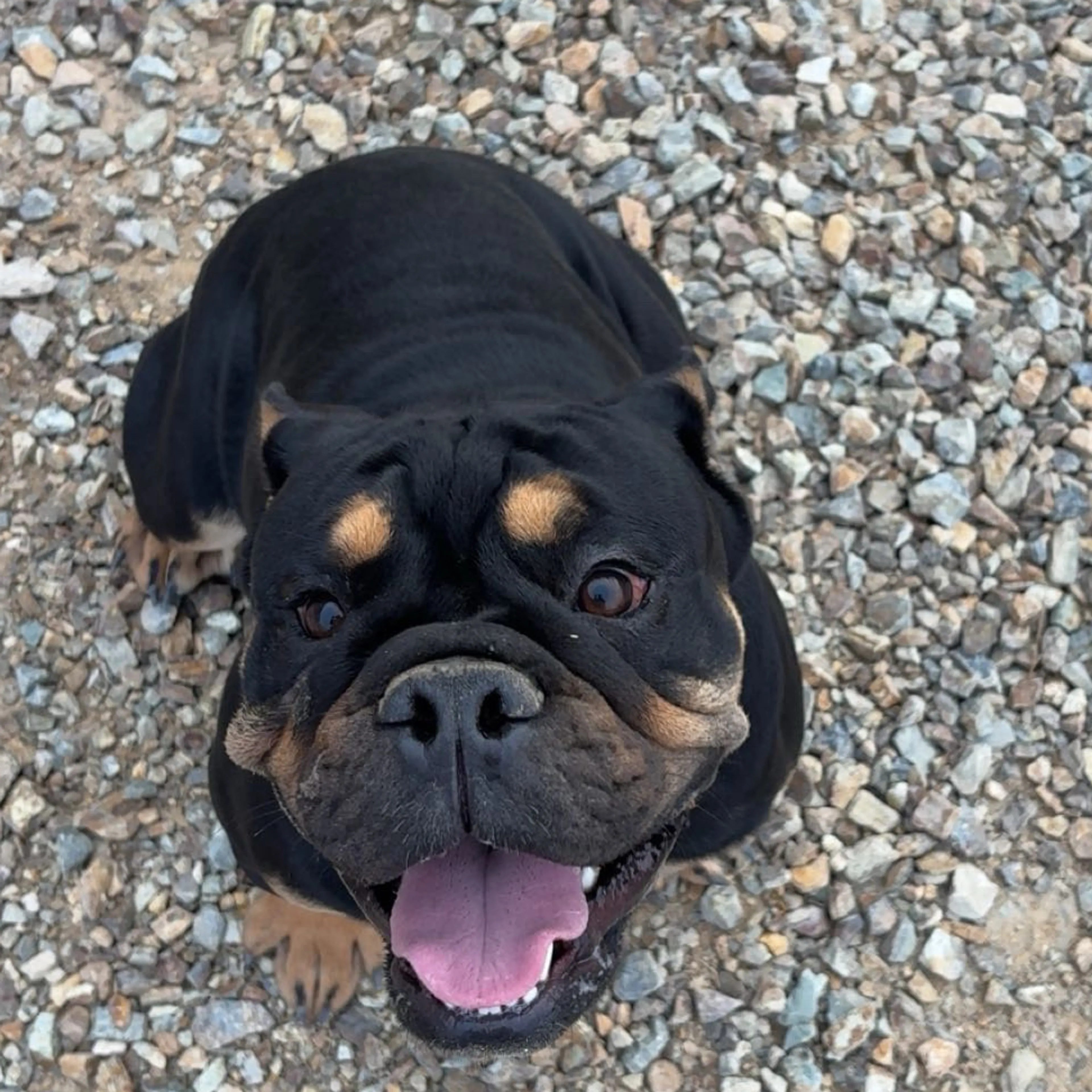 Lost pet-1