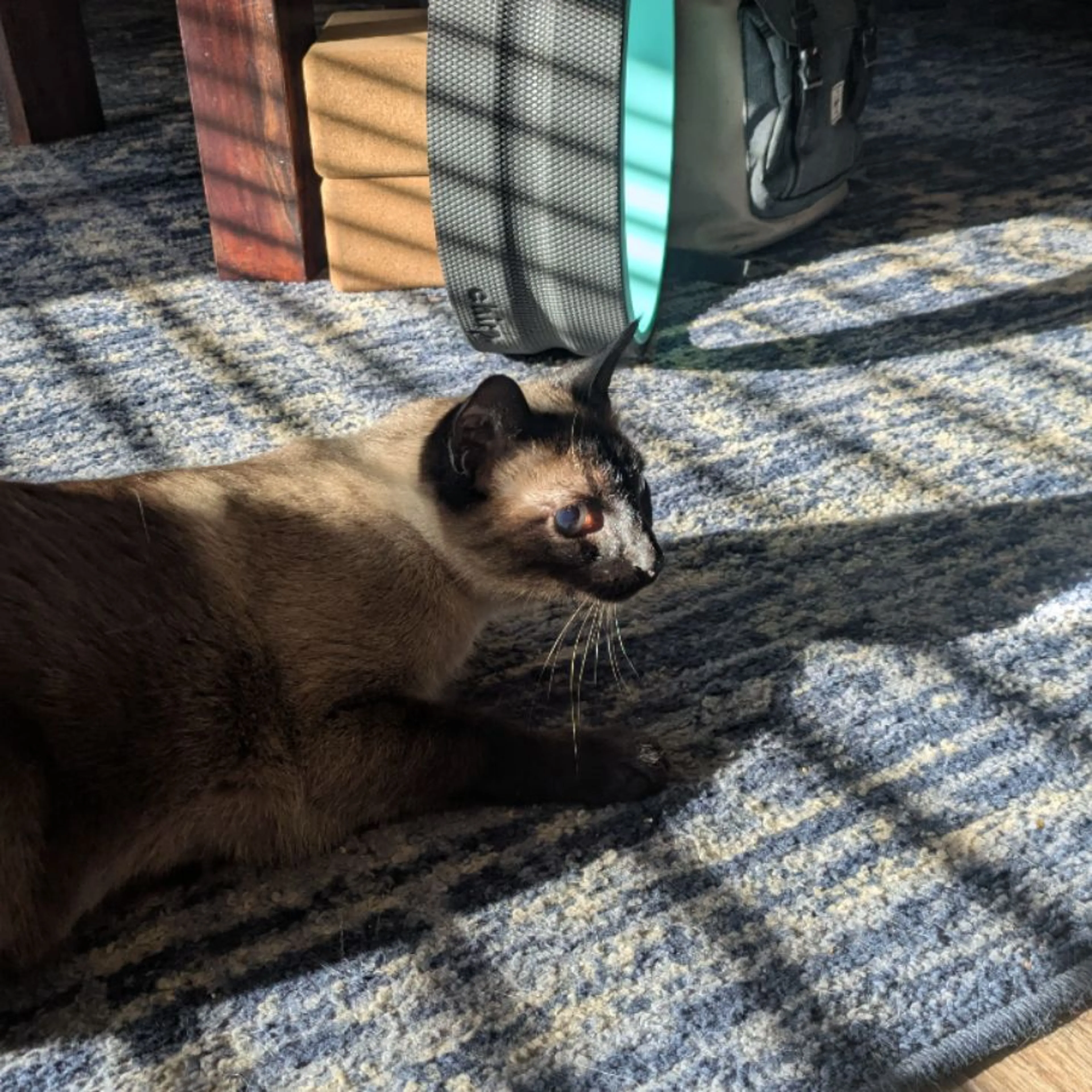 Lost pet