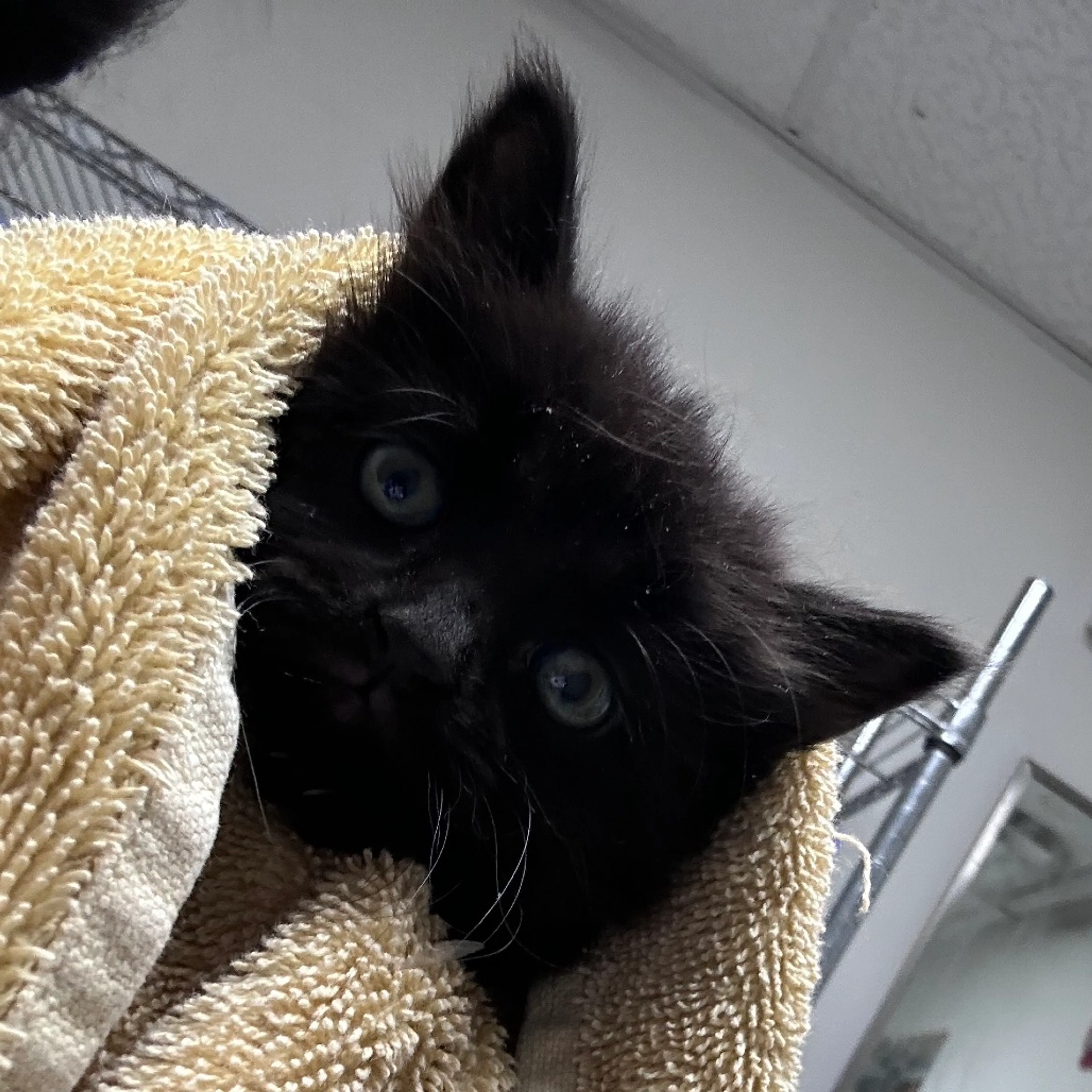Found pet
