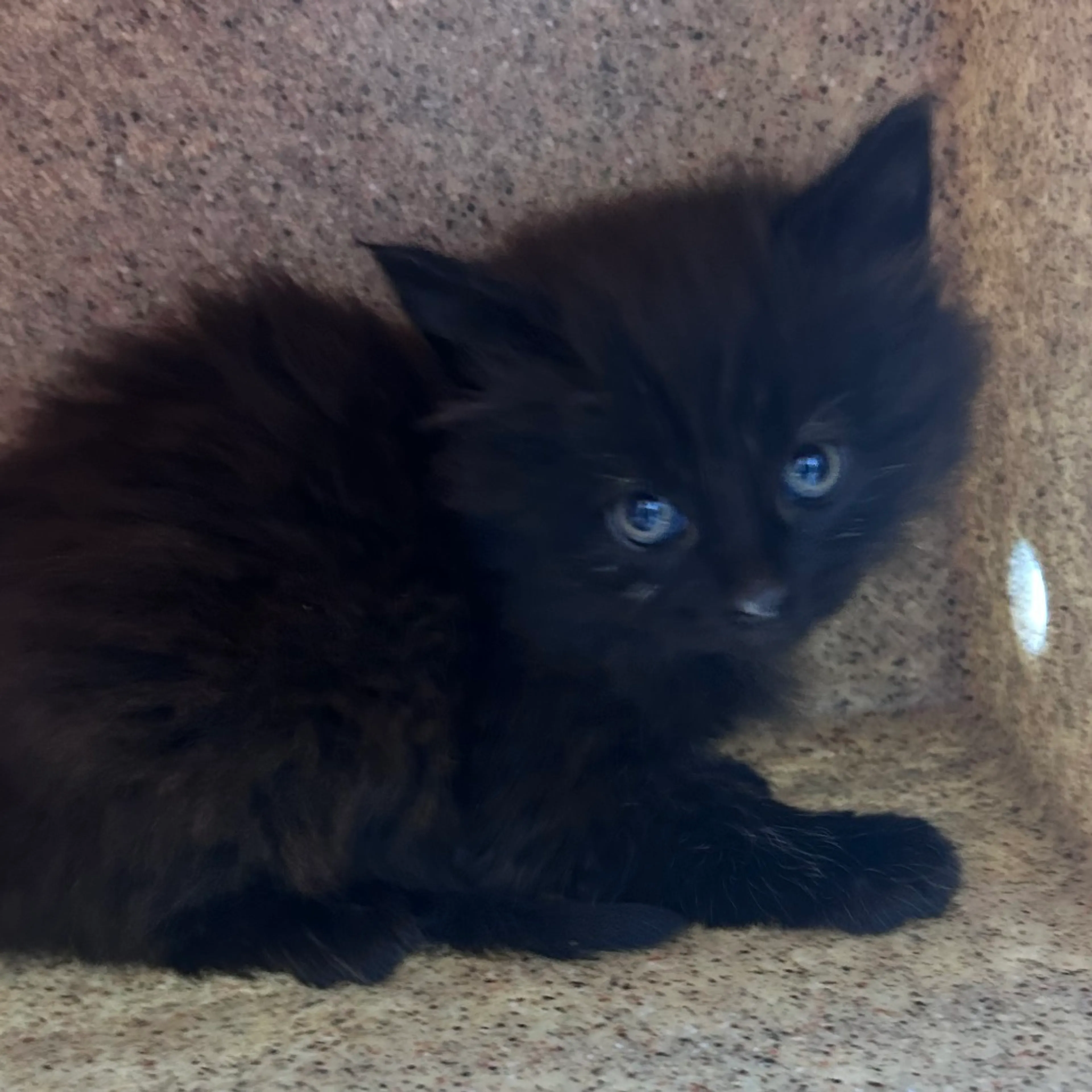 Found pet