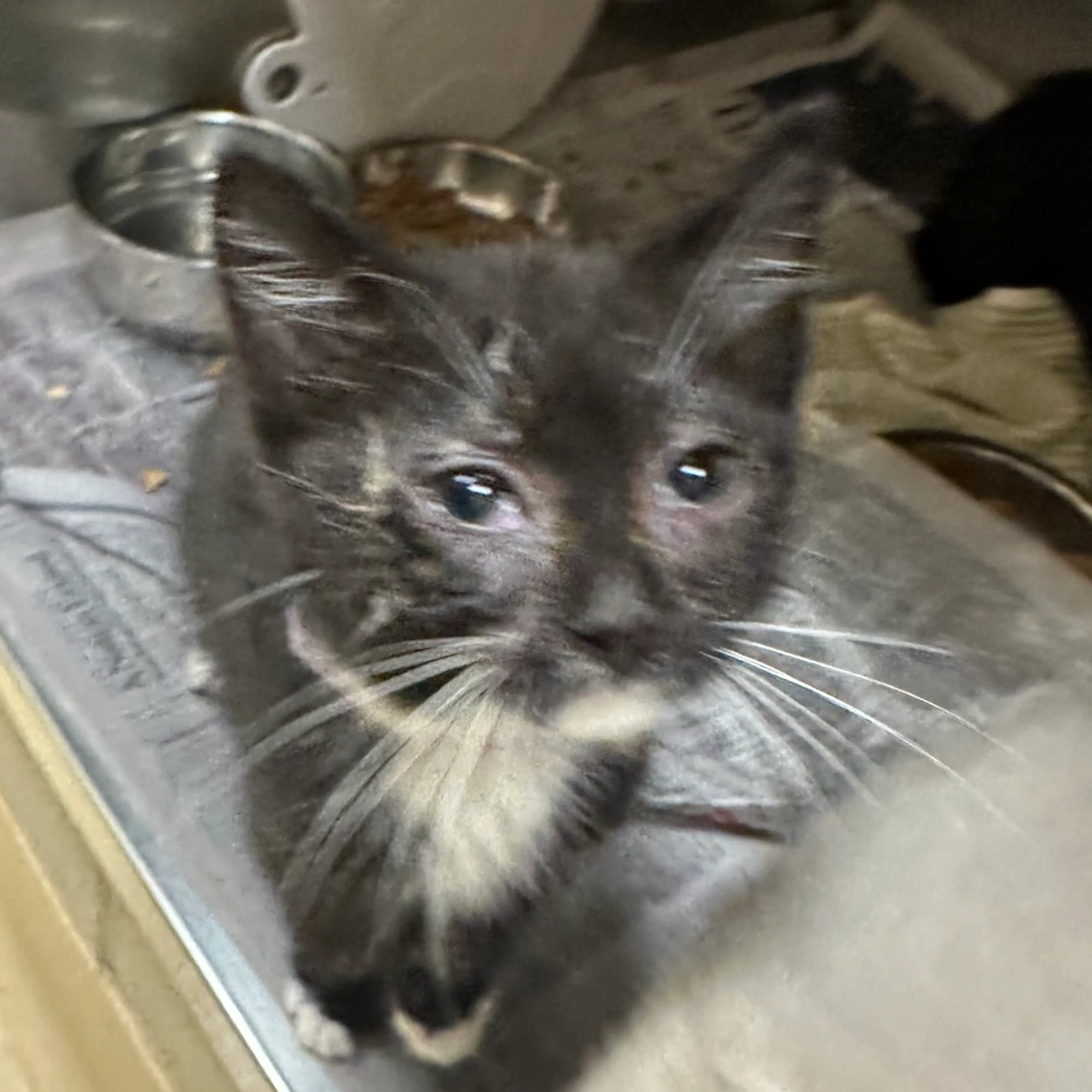 Found pet