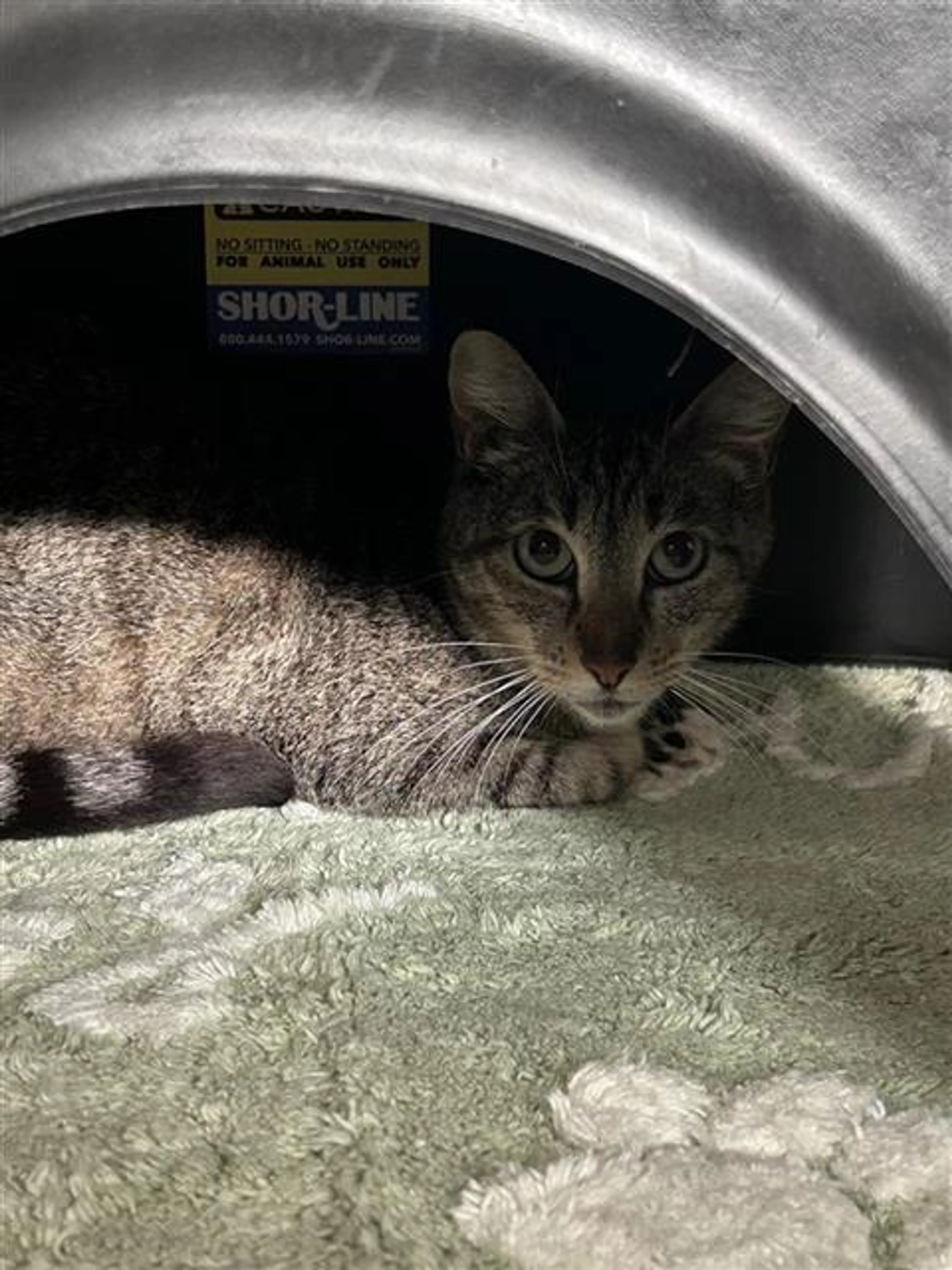 Found pet