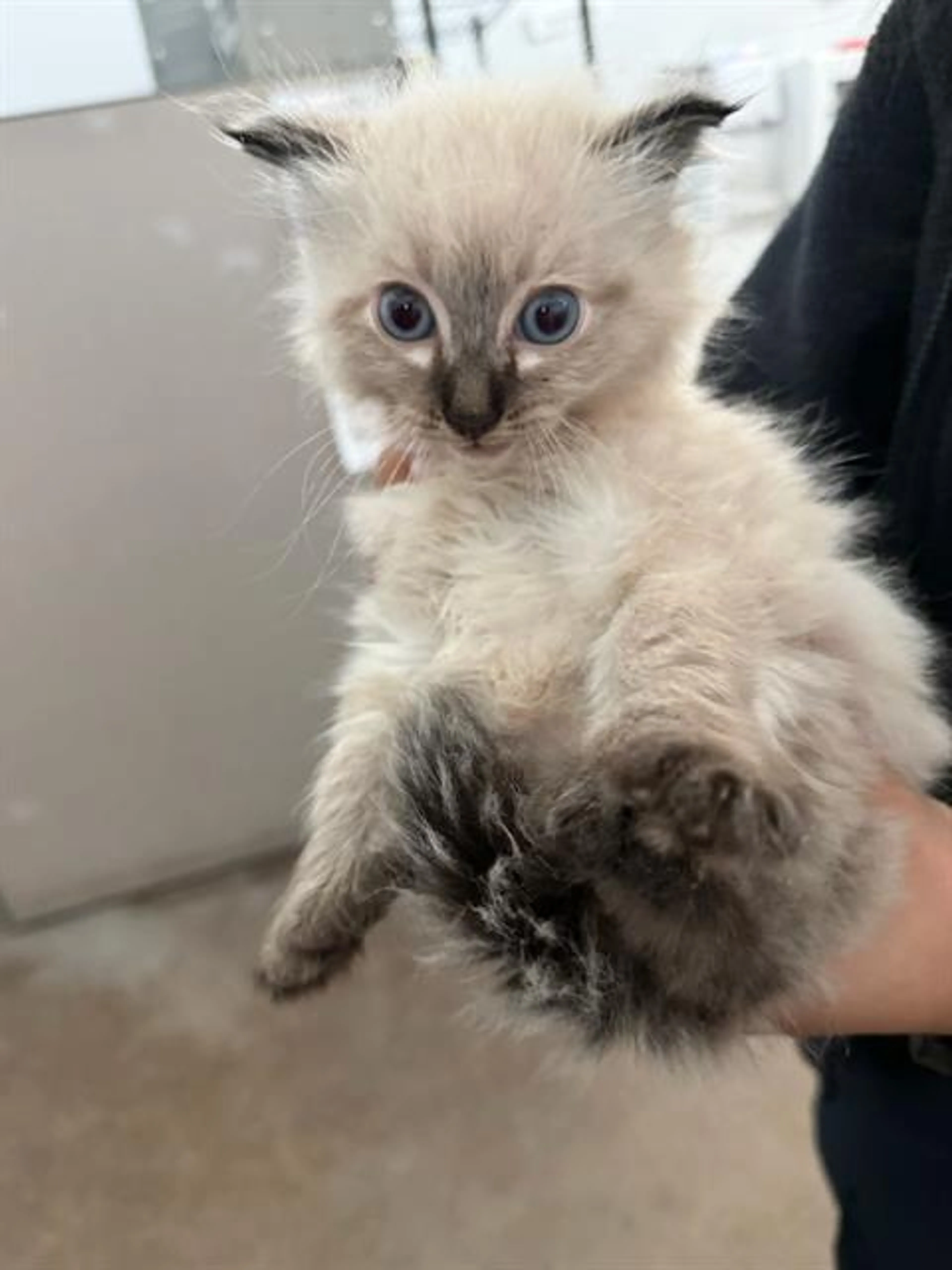 Found pet