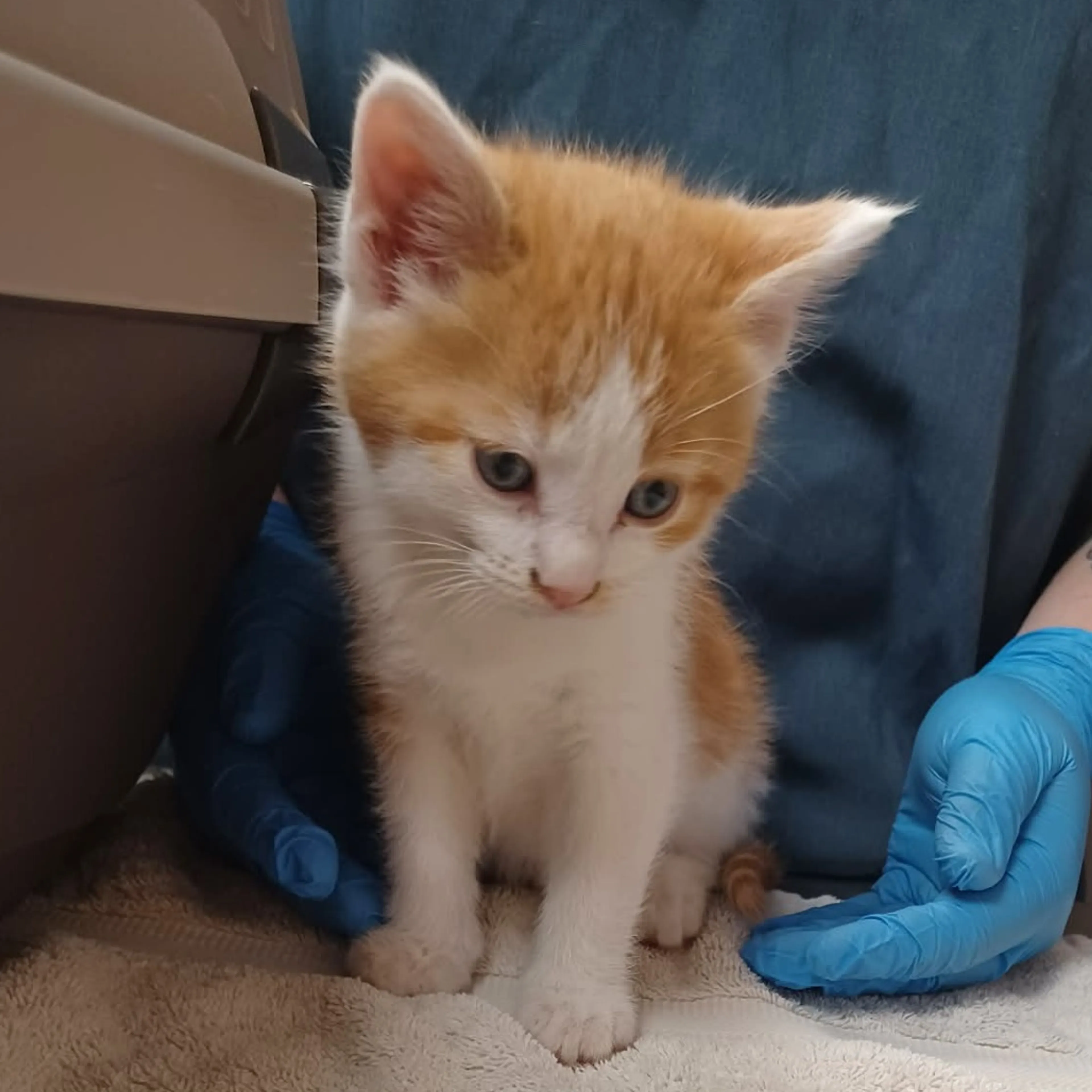 Found pet