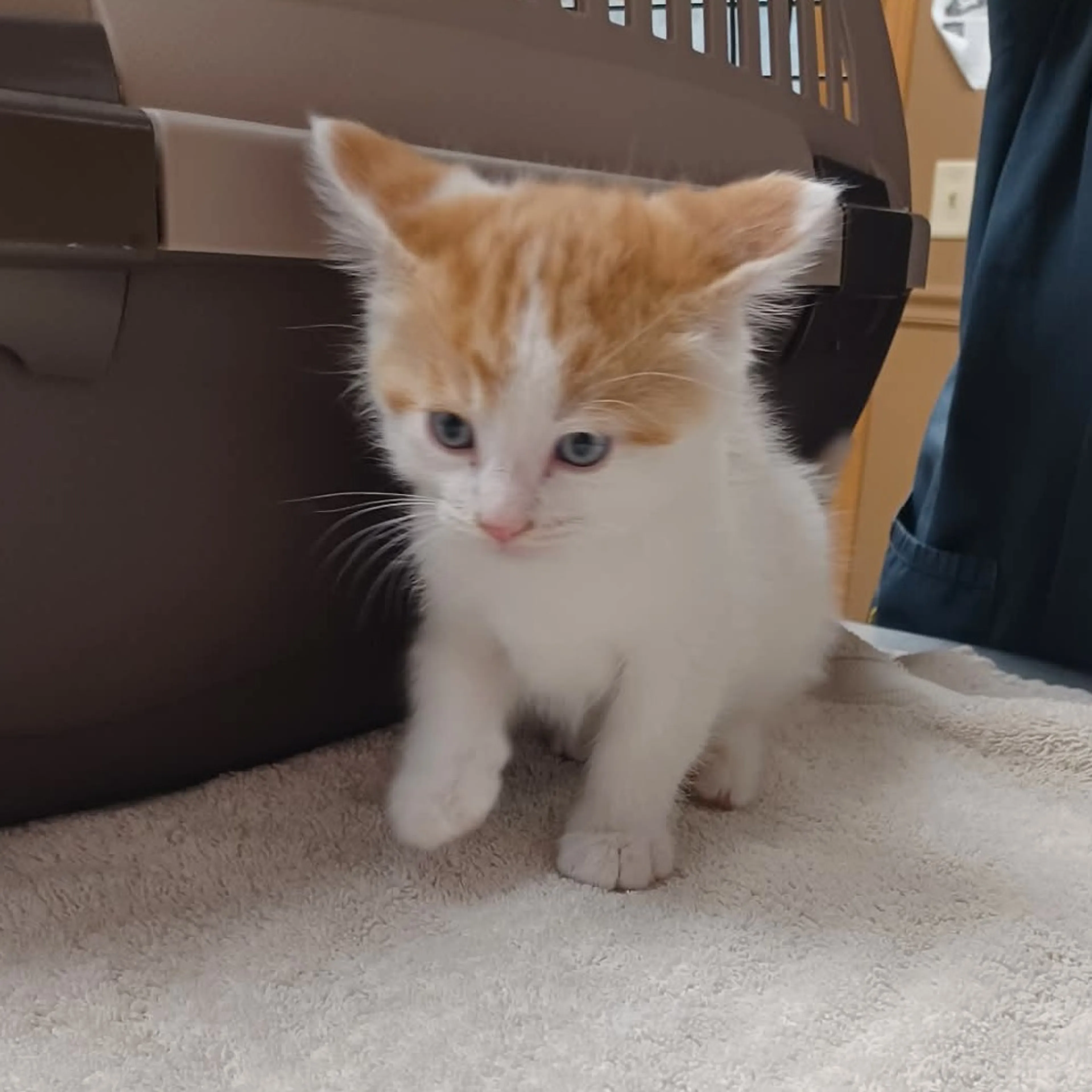 Found pet
