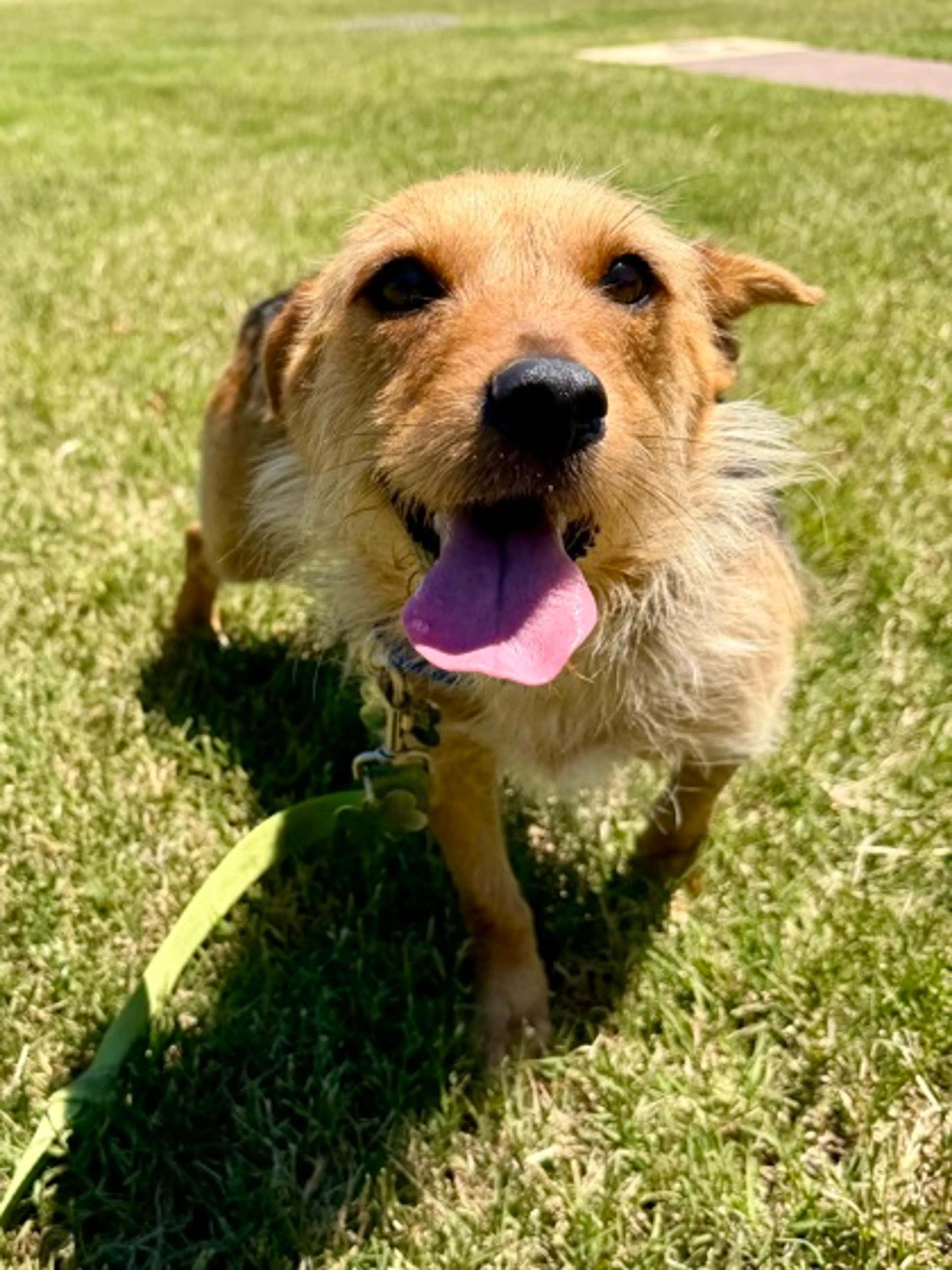 Found pet-1