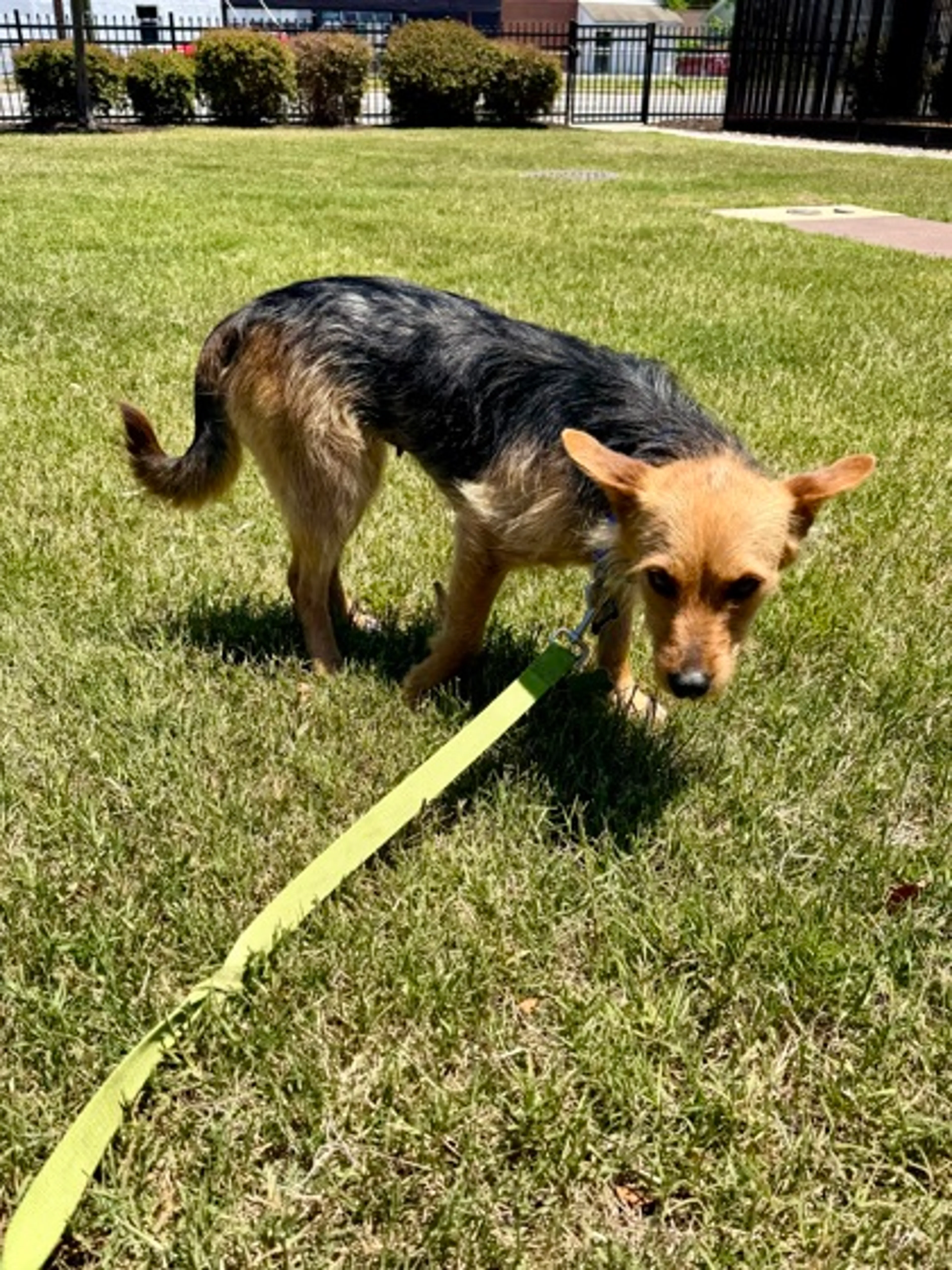 Found pet-2