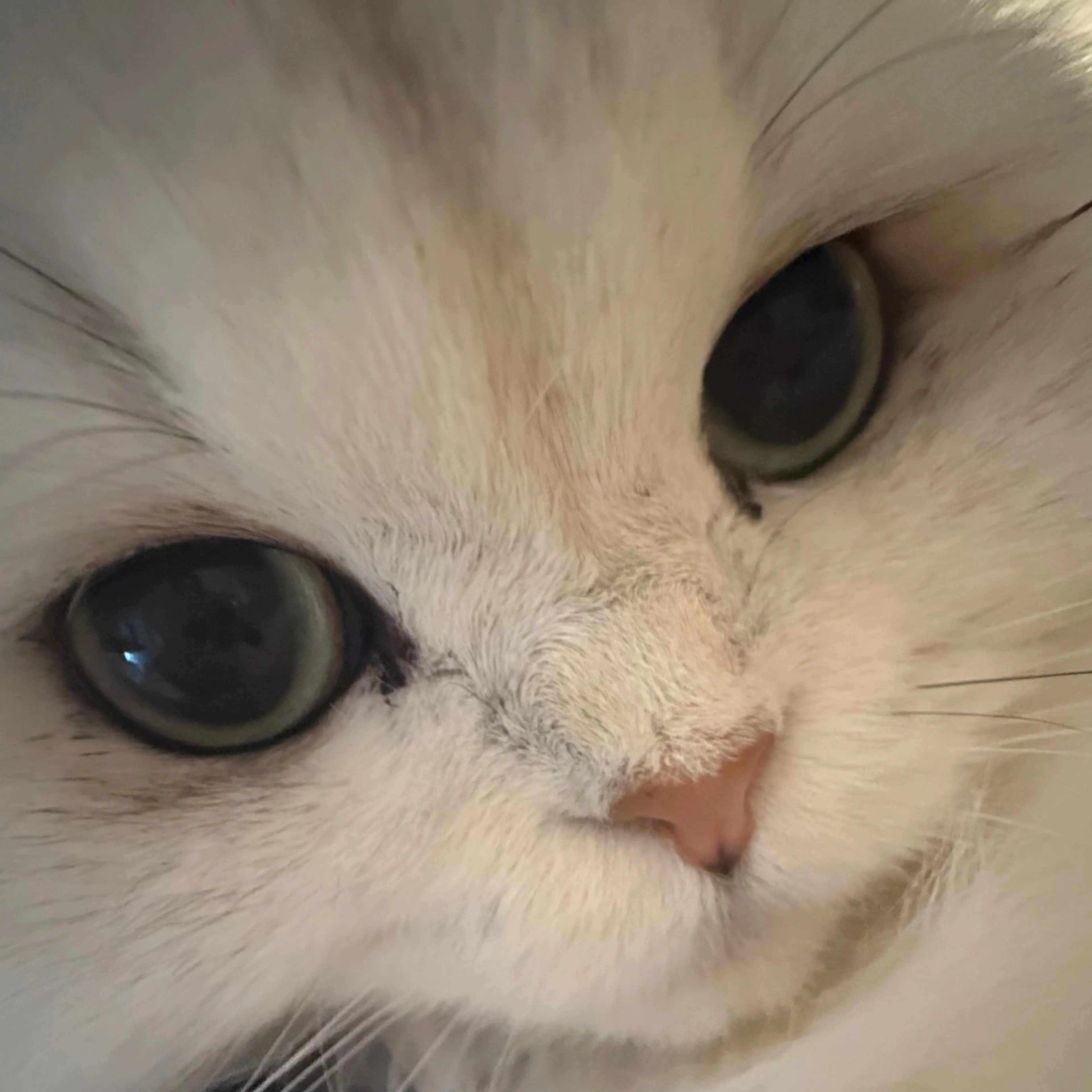 Lost pet-2