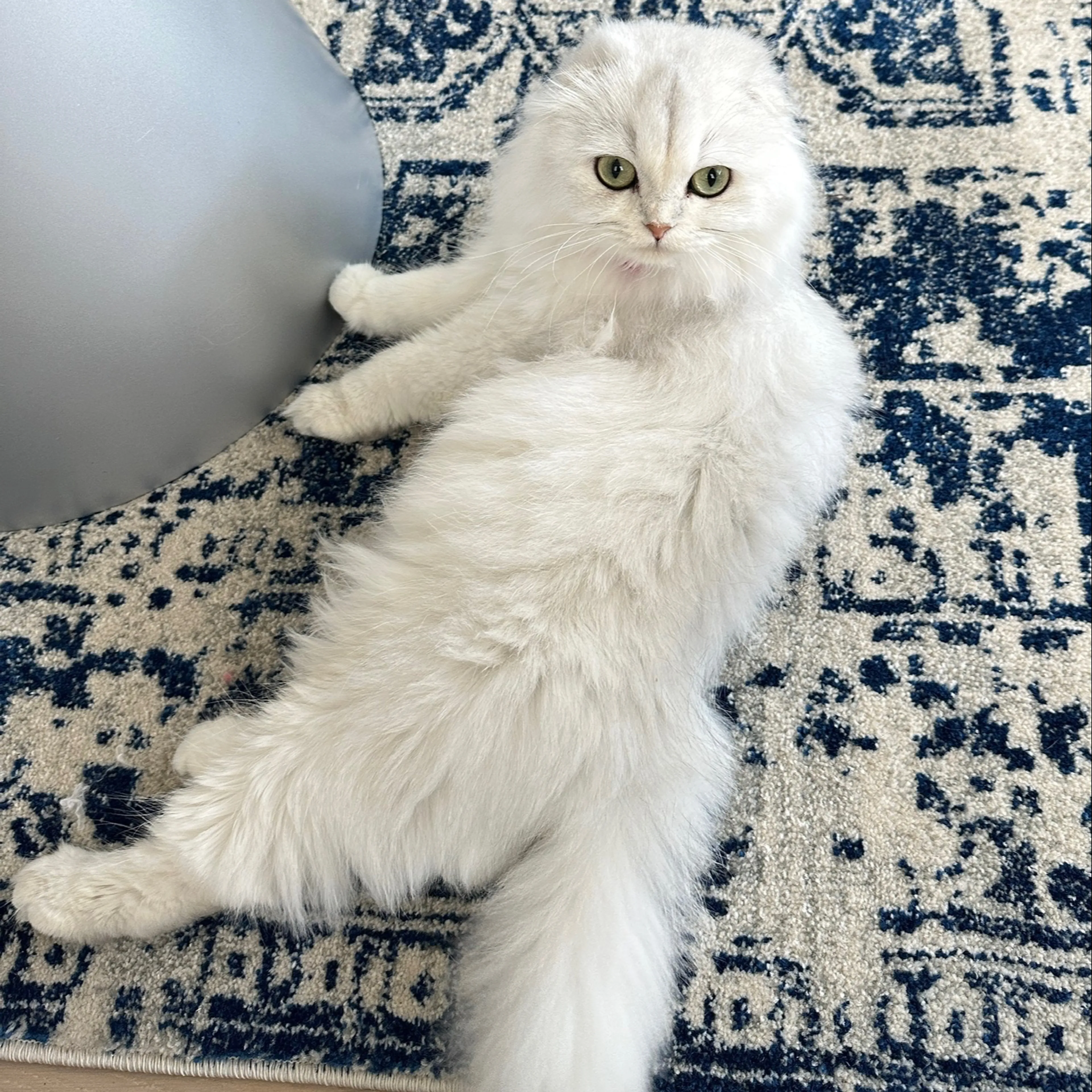 Lost pet-1